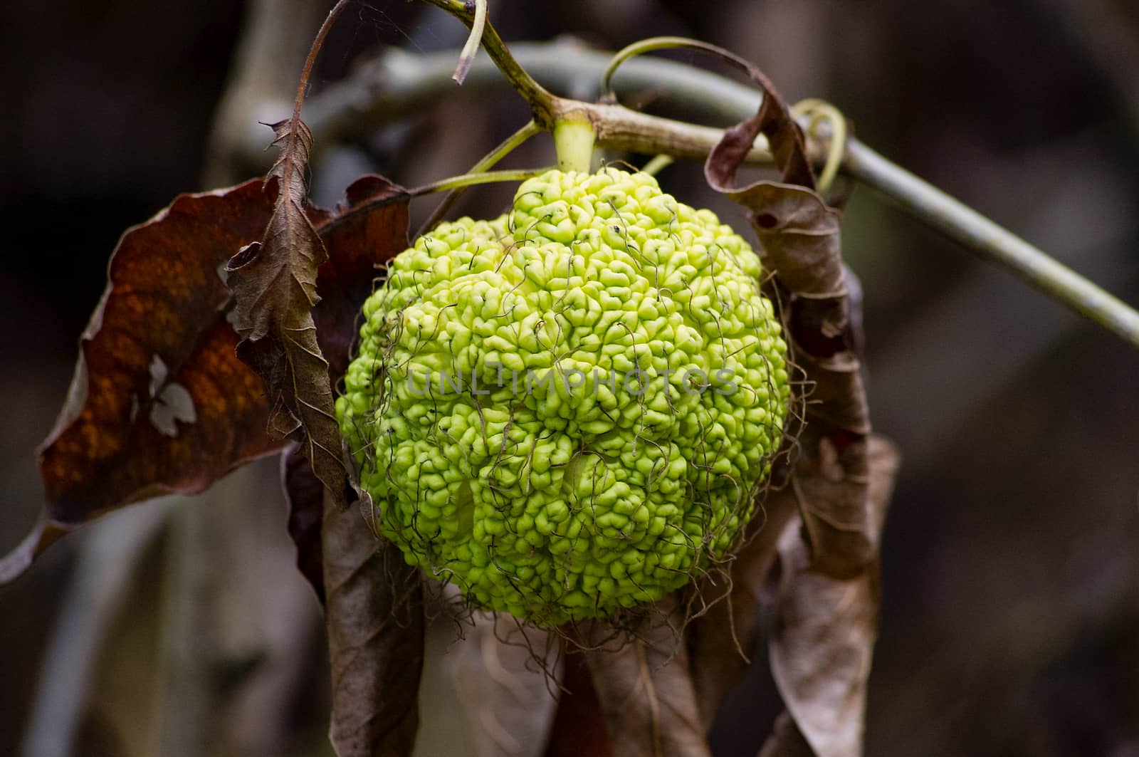 Osage Orange on tree branch.