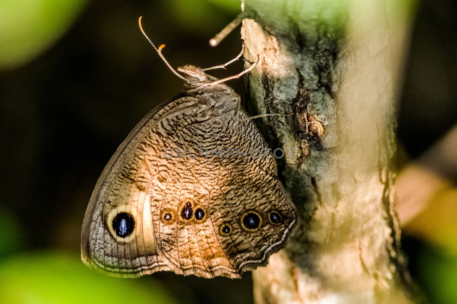 Owl Butterfly on wood stump in forest.