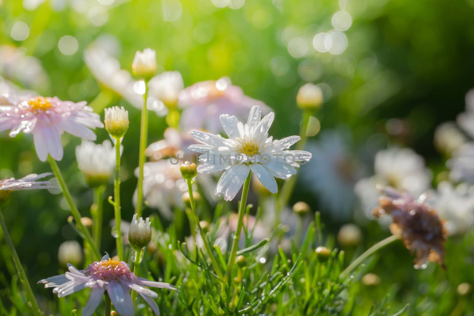 The background image of the colorful flowers by teerawit