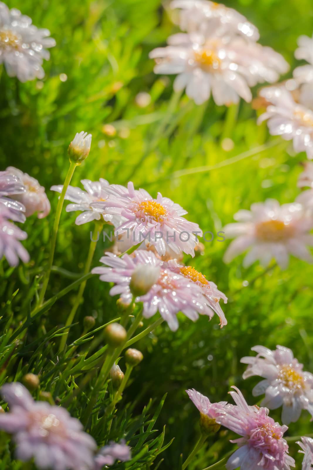 The background image of the colorful flowers by teerawit