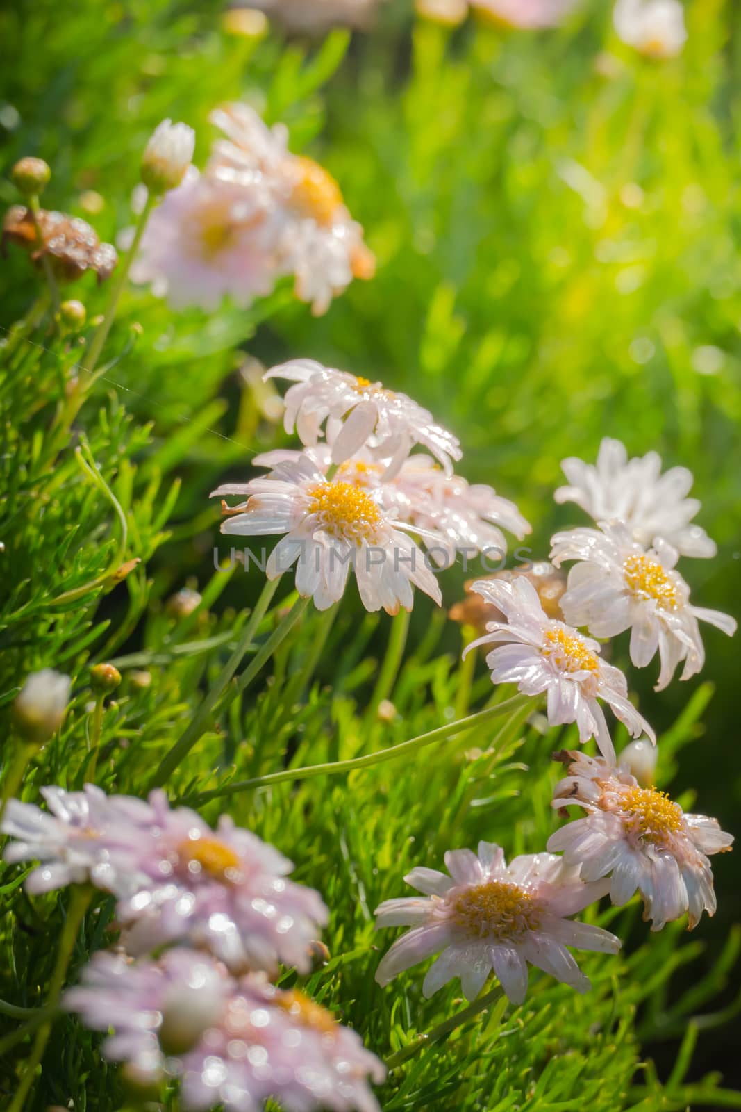 The background image of the colorful flowers by teerawit