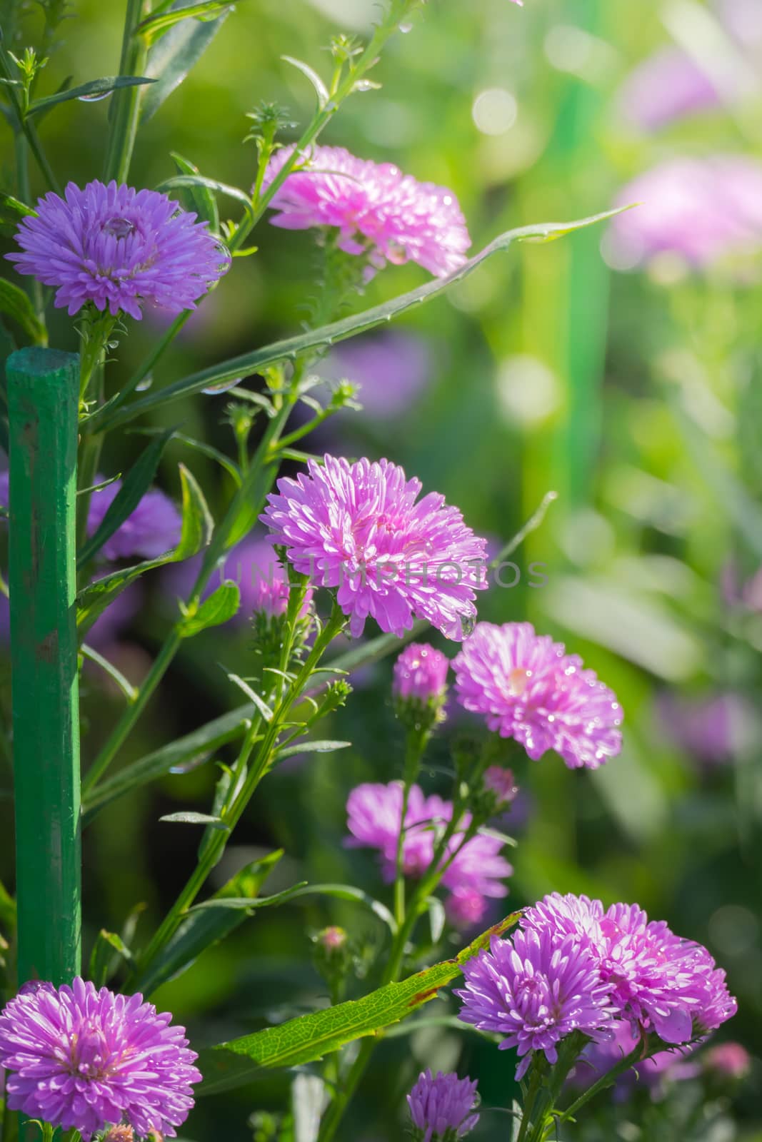 The background image of the colorful flowers by teerawit