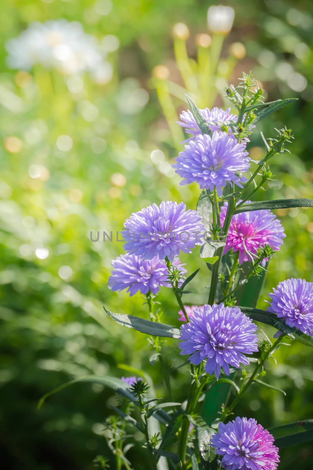 The background image of the colorful flowers by teerawit