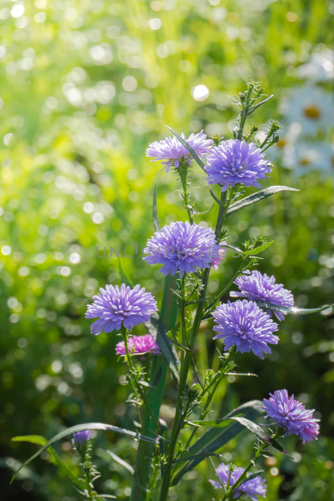 The background image of the colorful flowers by teerawit