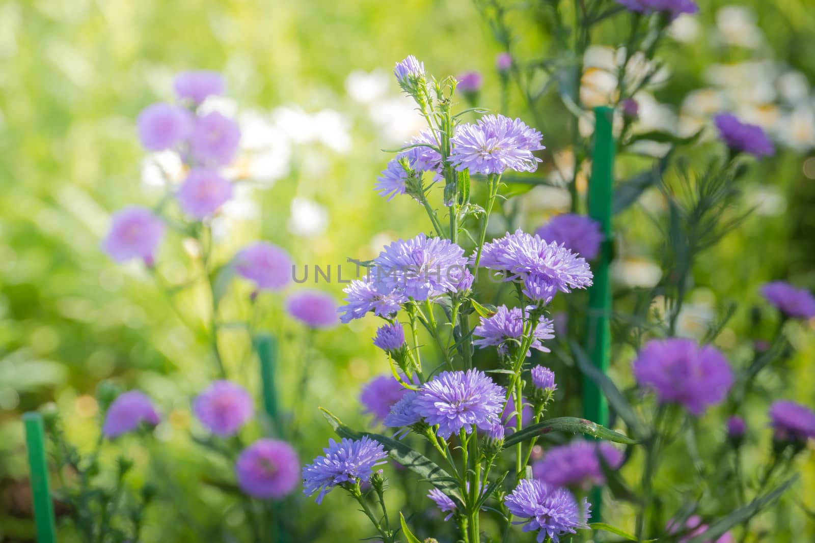 The background image of the colorful flowers by teerawit