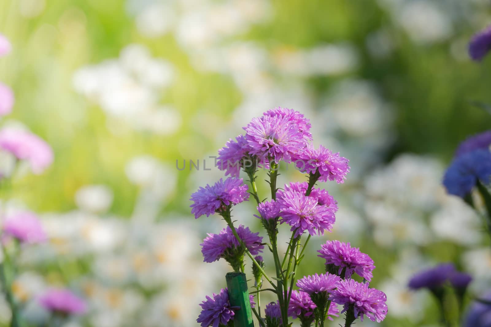 The background image of the colorful flowers by teerawit