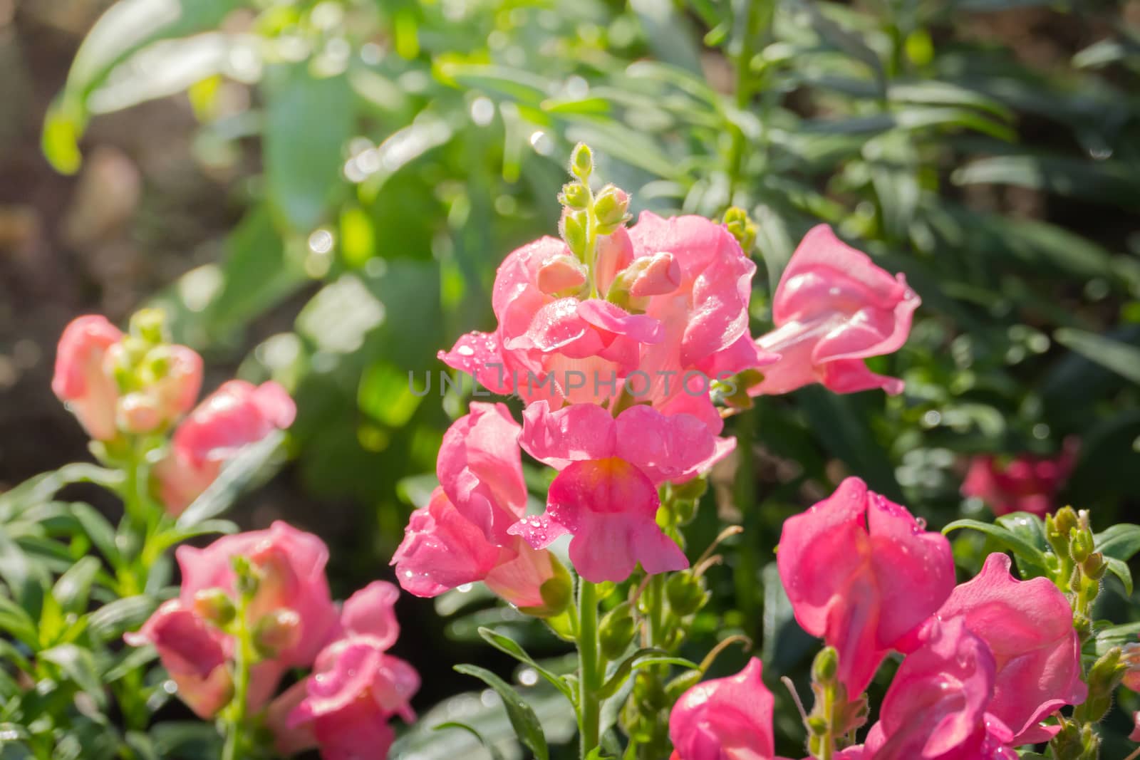 The background image of the colorful flowers, background nature