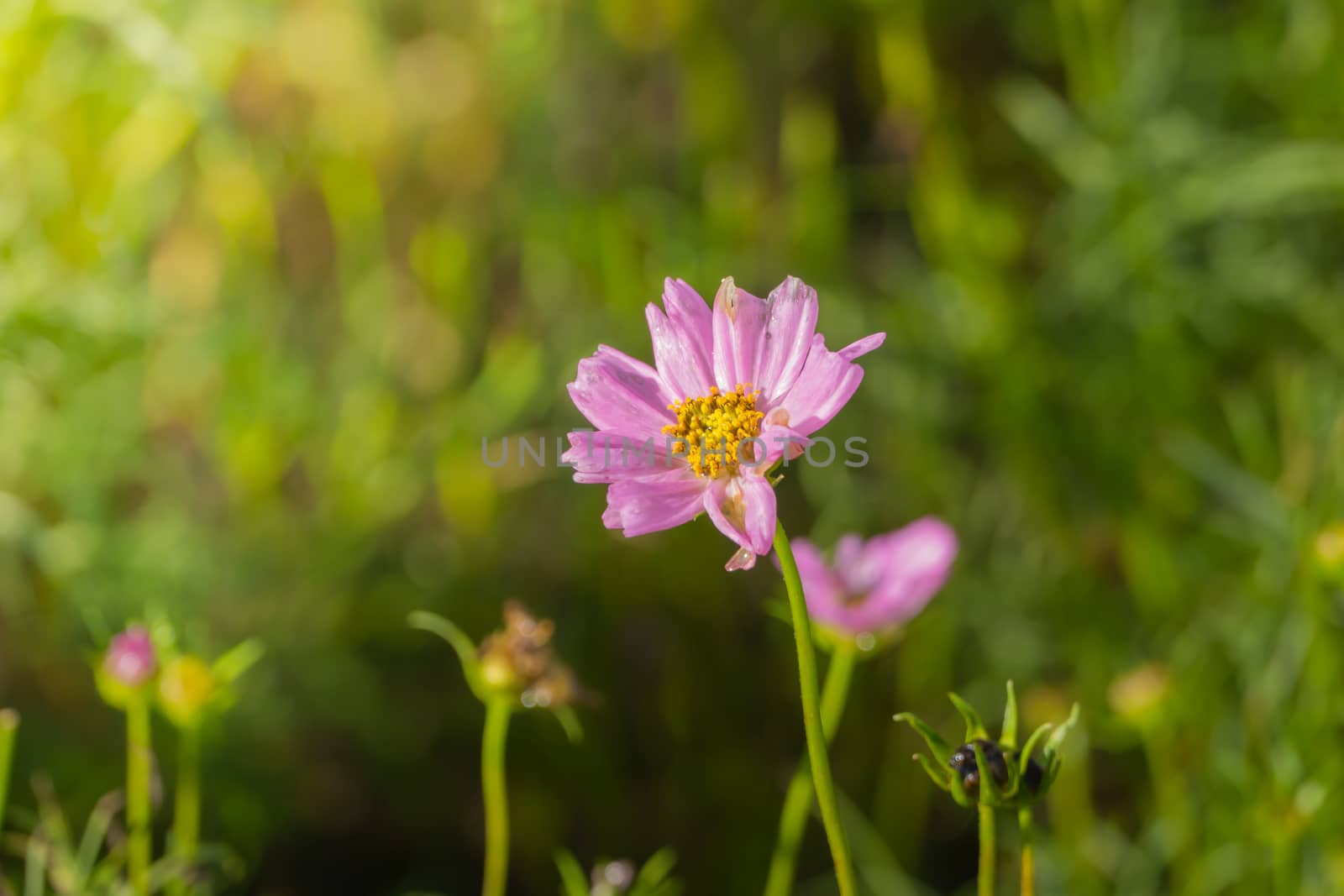 The background image of the colorful flowers, background nature