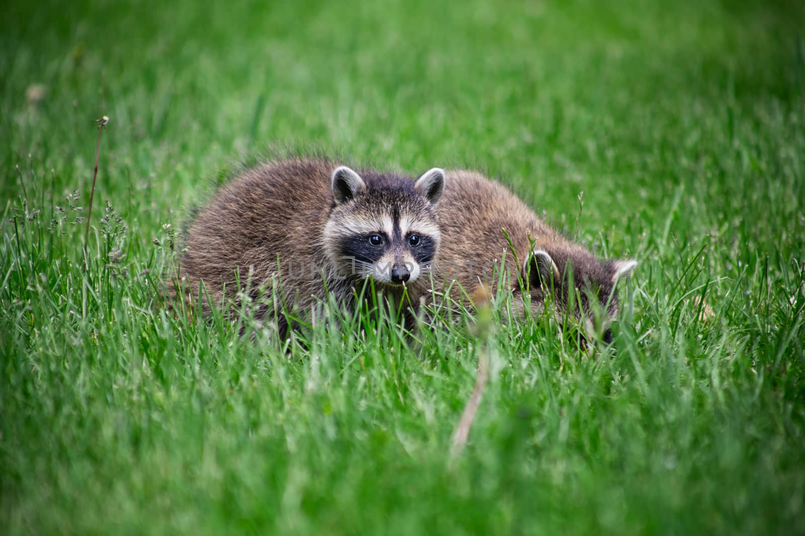 Small baby raccon foraging for food in the grass