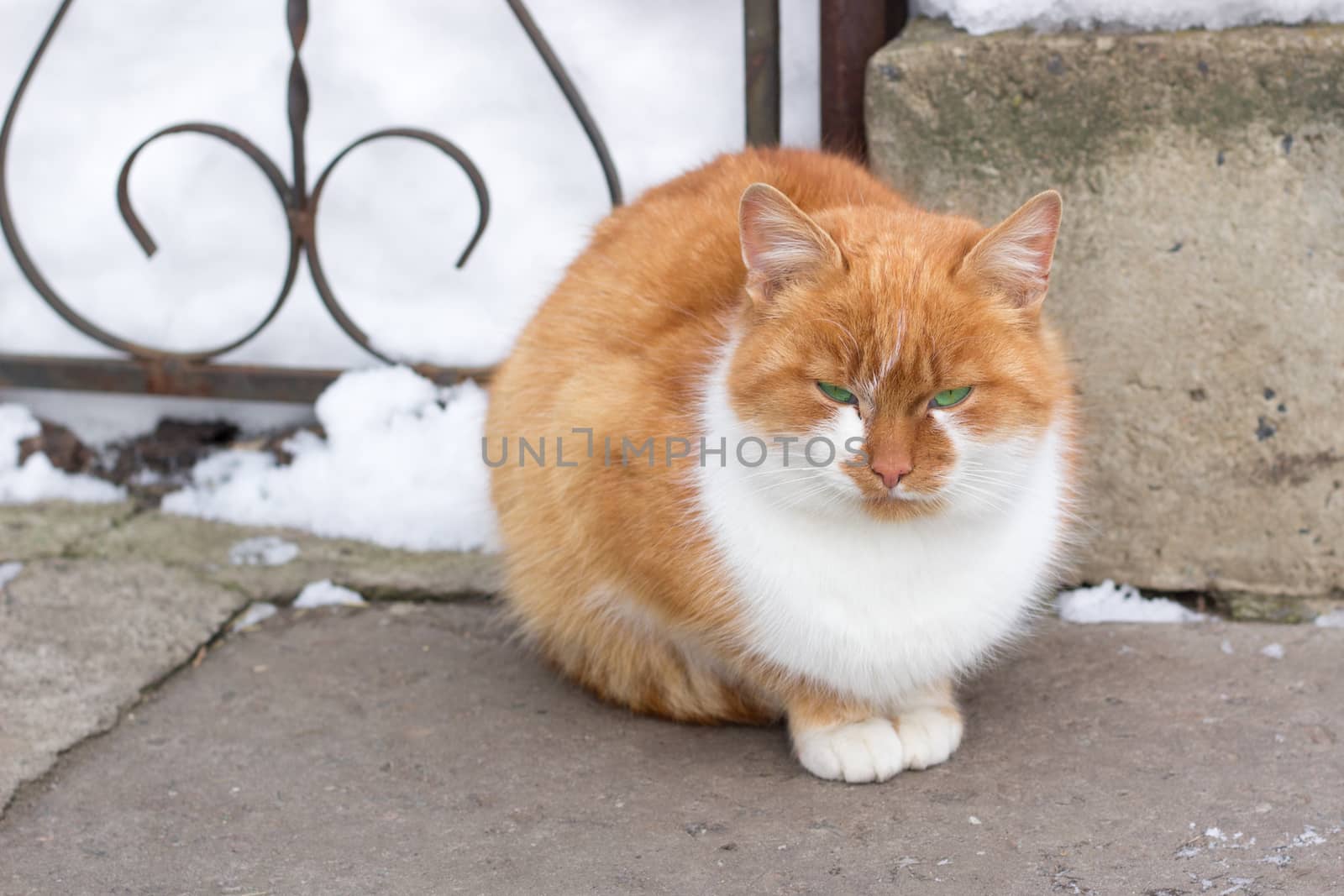 Close up of small red furry cat sitting in cold winter snowed ya by VeraVerano