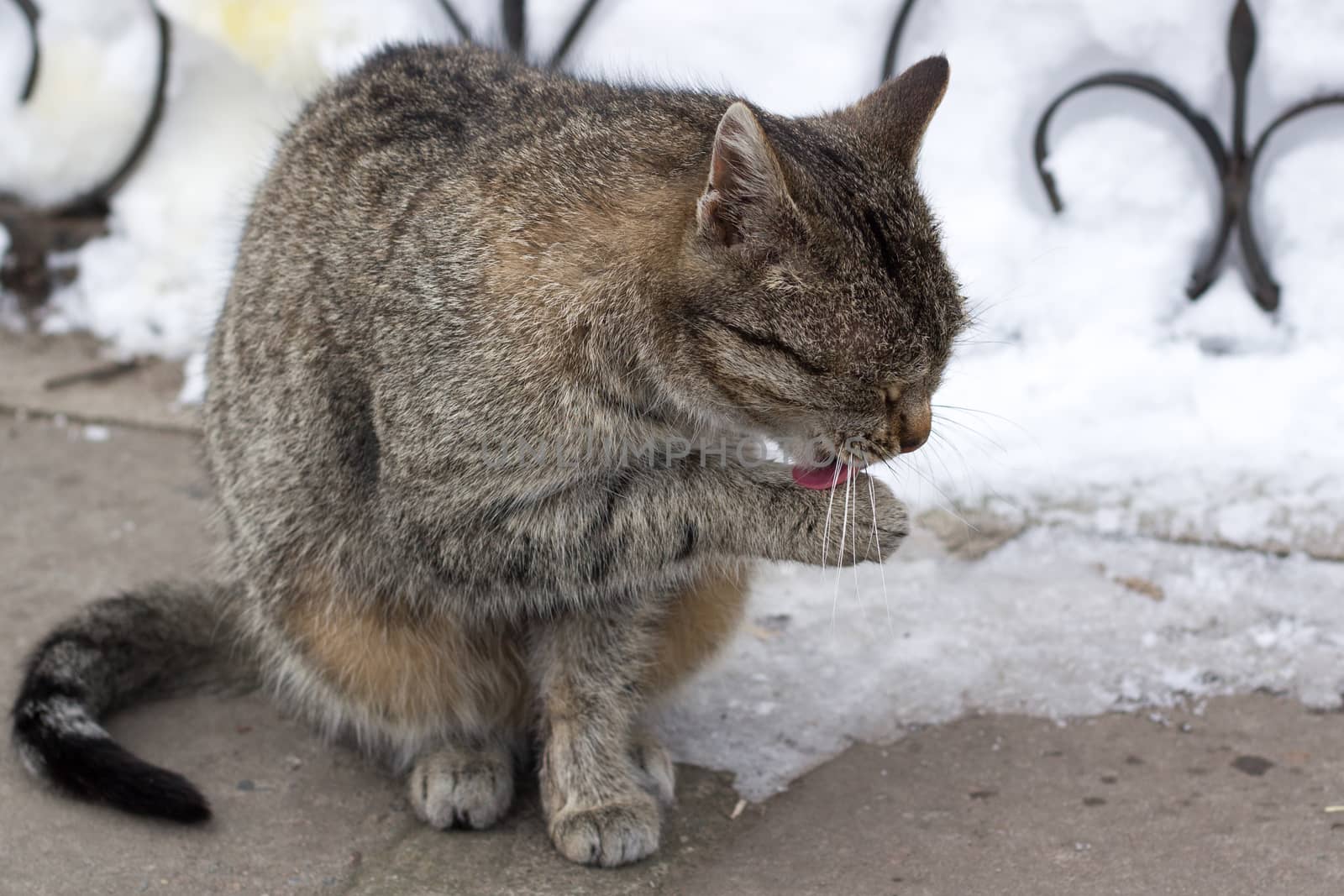 Close up of small gray striped furry cat sitting in winter snowed yard