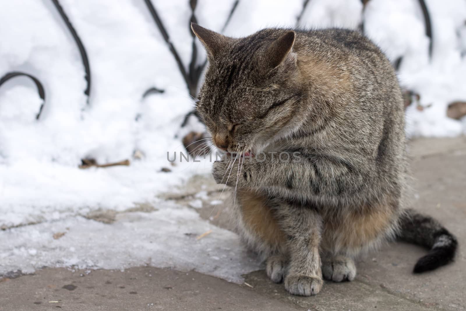 Close-up of small gray striped furry cat sits in cold winter snowed yard