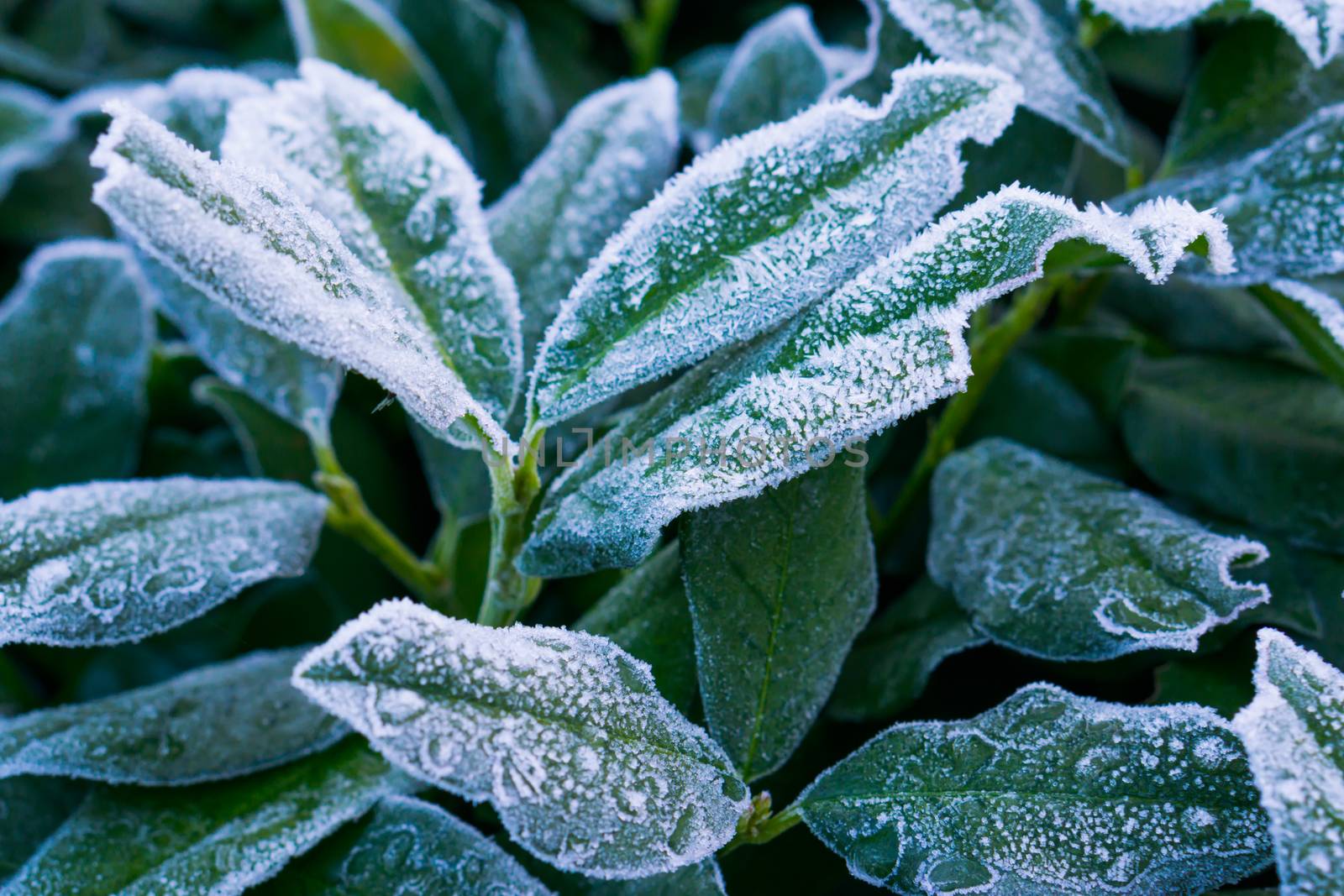 winter season or christmas background, frozen leaves covered in ice crystals