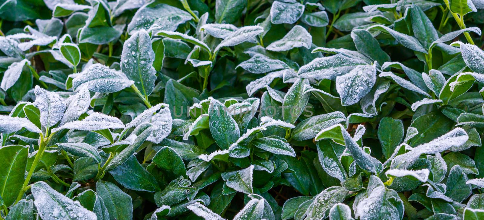 bush of frozen laurel leaves covered in snow crystals, beautiful winter season or christmas background by charlottebleijenberg