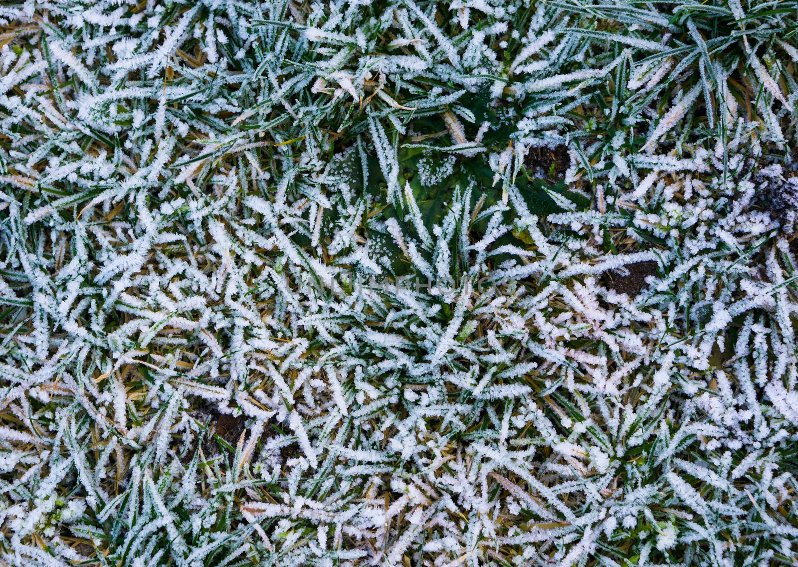 macro closeup of a grass pasture in winter season, grass blades covered in white snow crystals, natural winter garden background