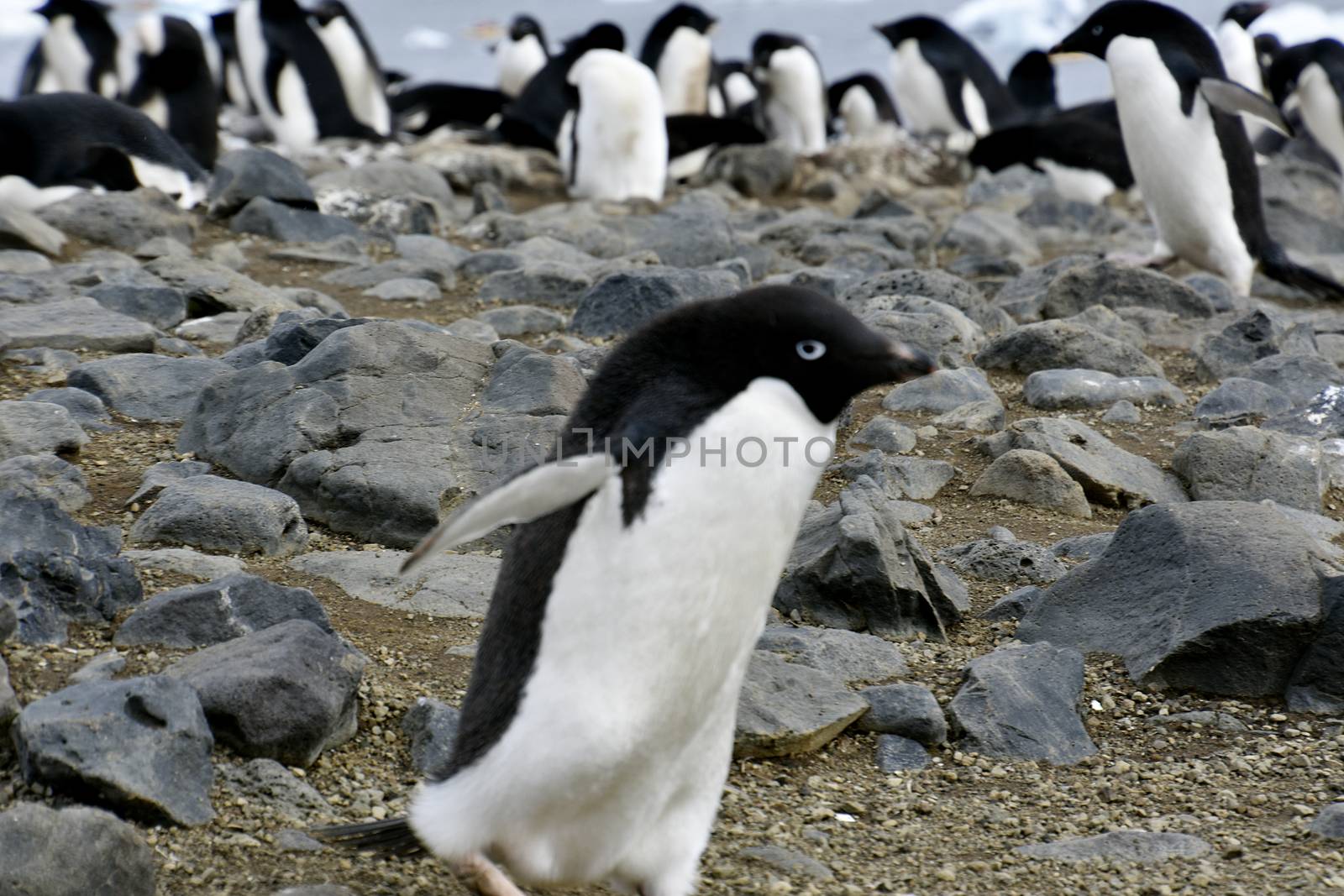 Penguins in Antarctica by albln