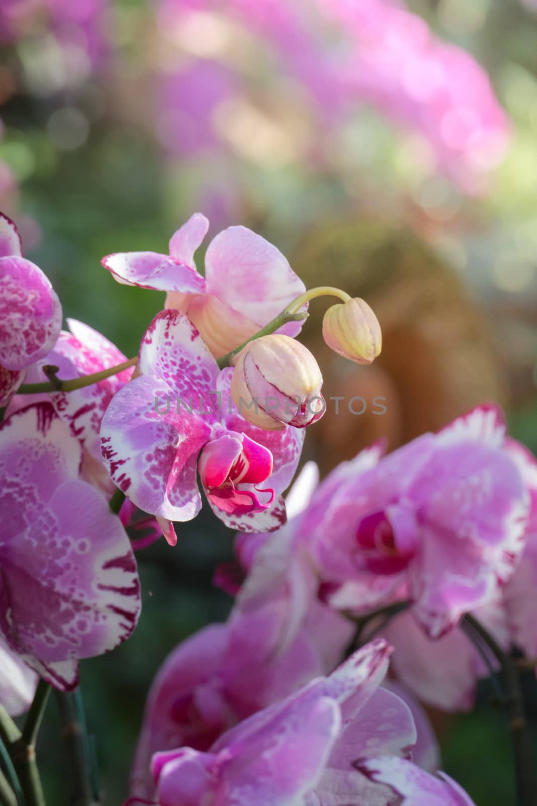 The background image of the colorful flowers by teerawit