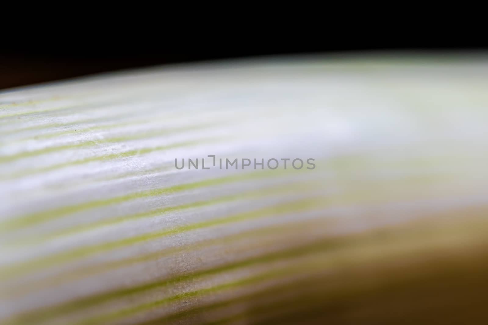 Closeup of white fresh leek with dark background