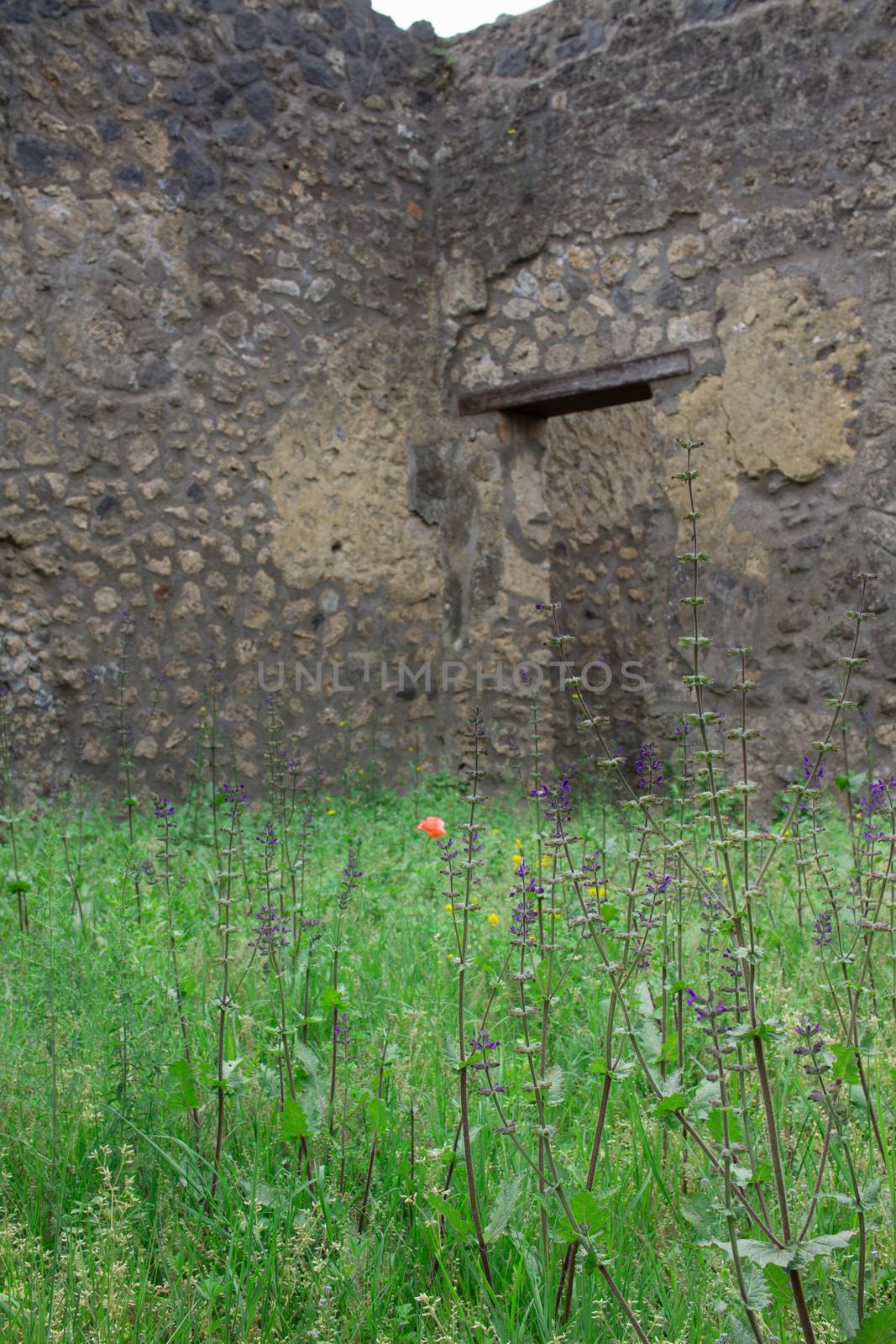 Meadow green grass under ancient ruined stone walls of Italian Roman Pompei