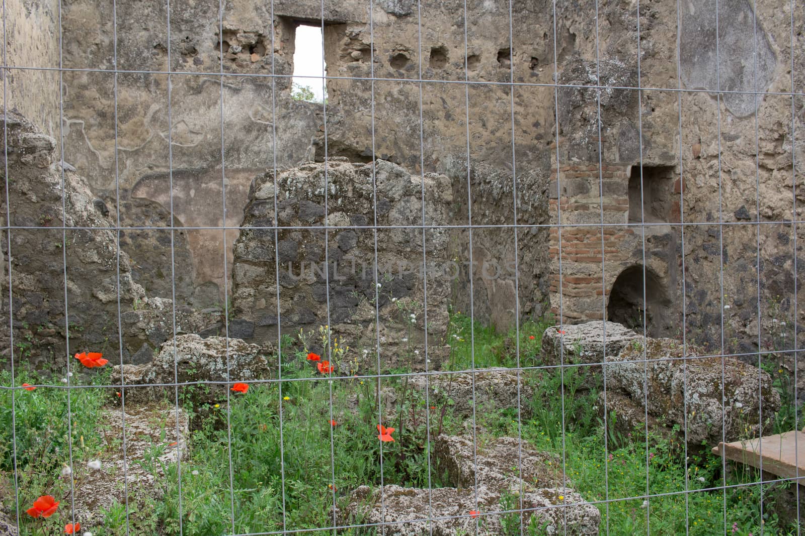 Red tulip poppy flowers blossom in meadow grass under old ancient ruined stone walls