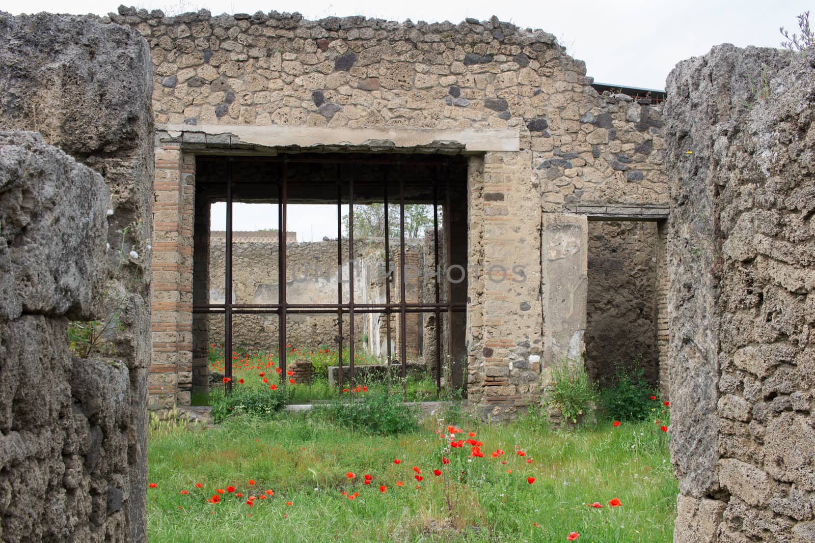 Red tulip poppy flowers blossom in meadow green grass under ancient ruined stone walls