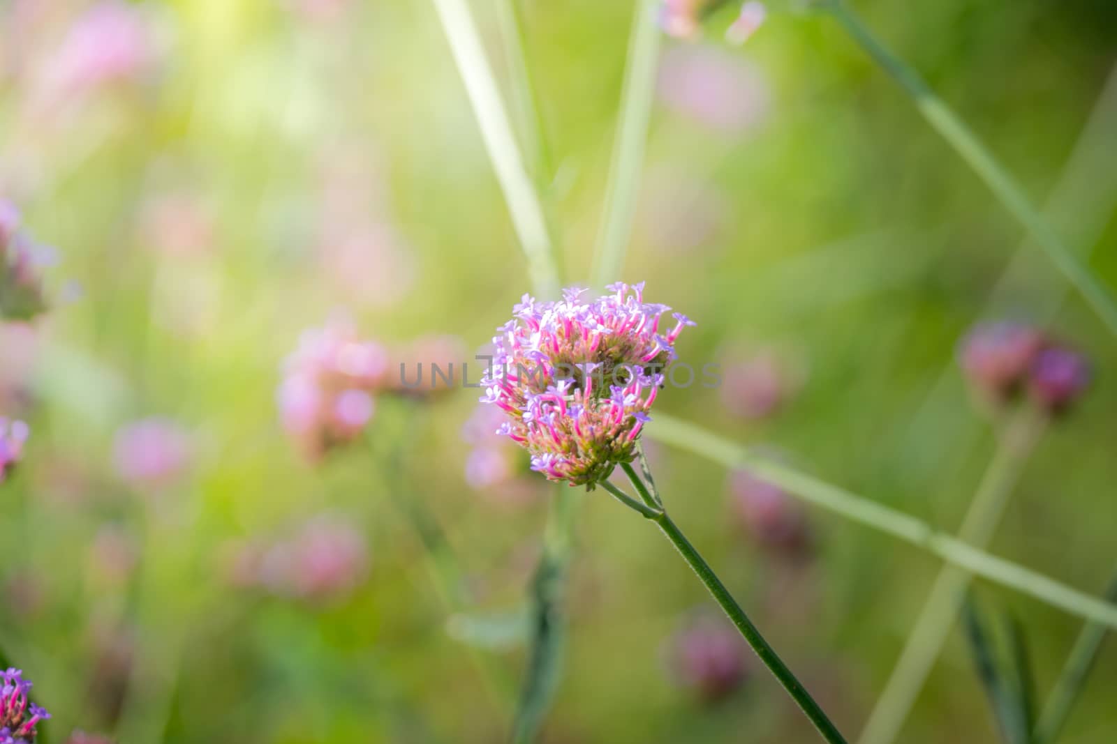 The background image of the colorful flowers, background nature