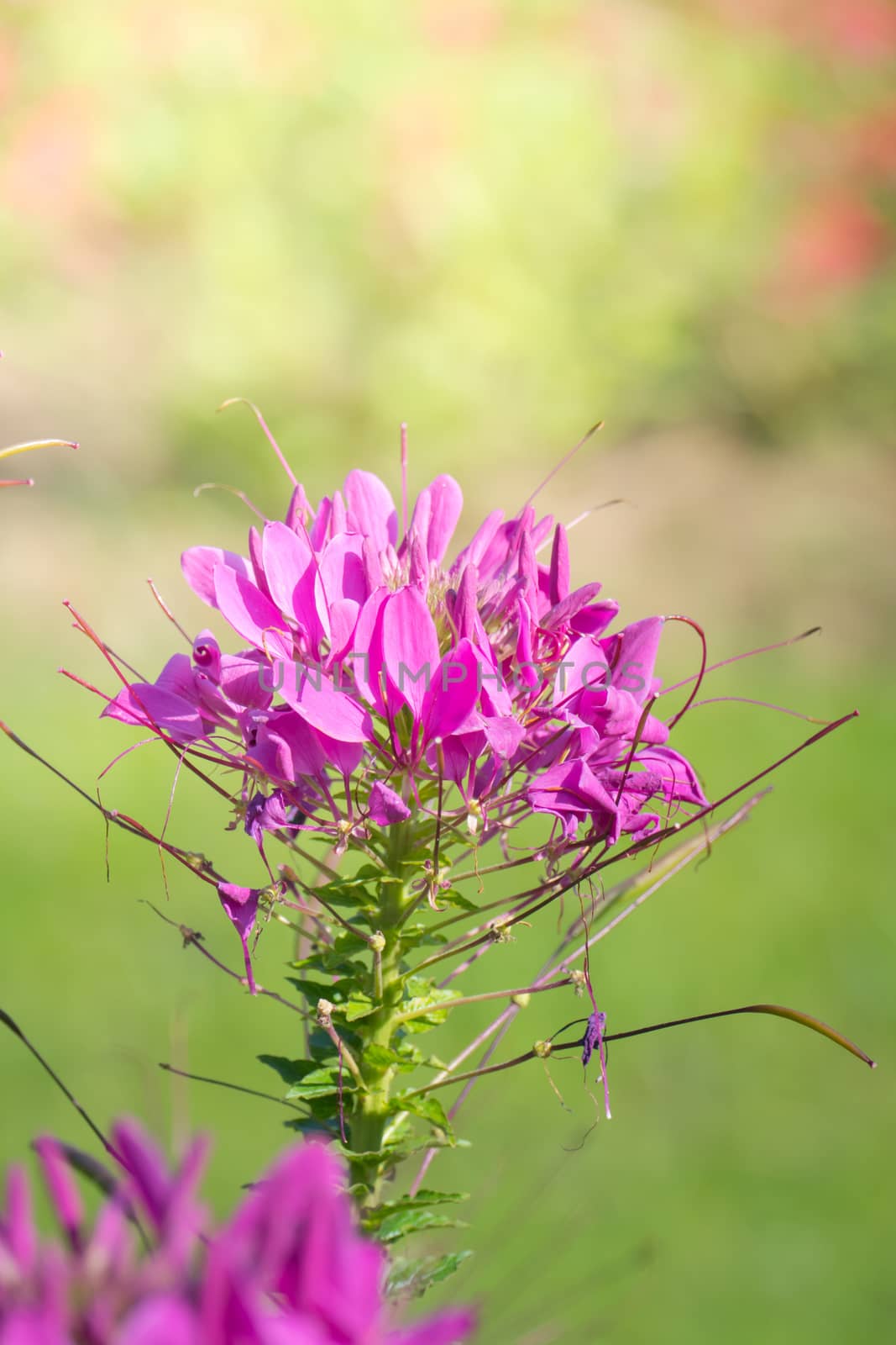 The background image of the colorful flowers, background nature