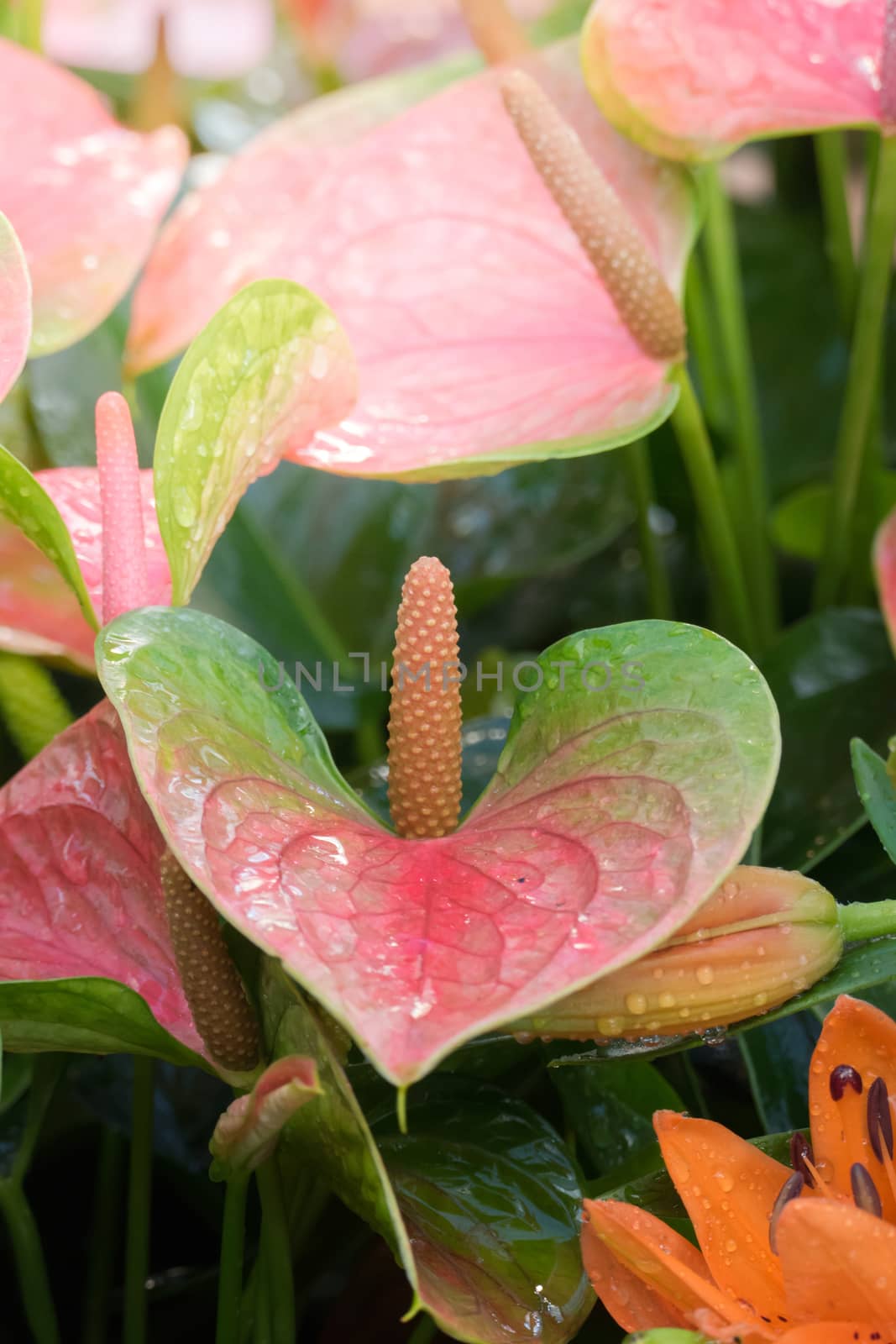 The background image of the colorful flowers, background nature