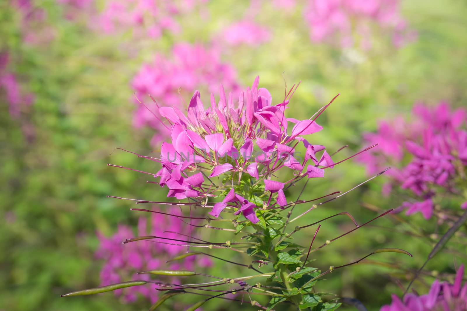 The background image of the colorful flowers, background nature