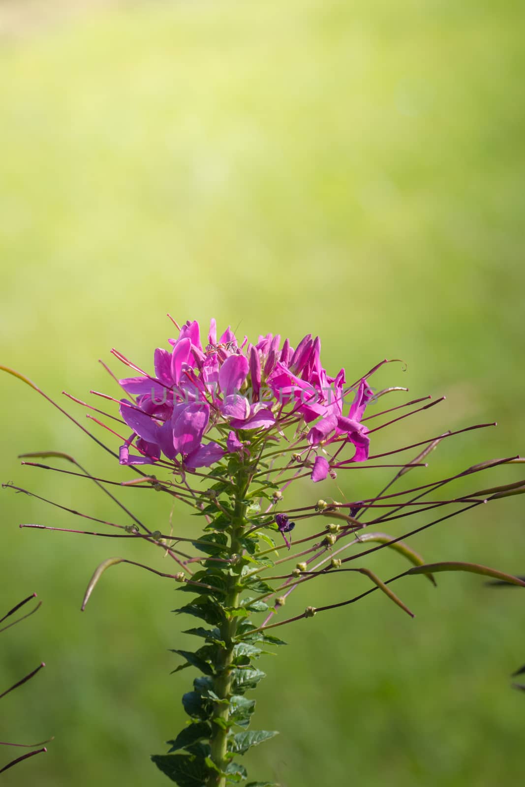 The background image of the colorful flowers, background nature