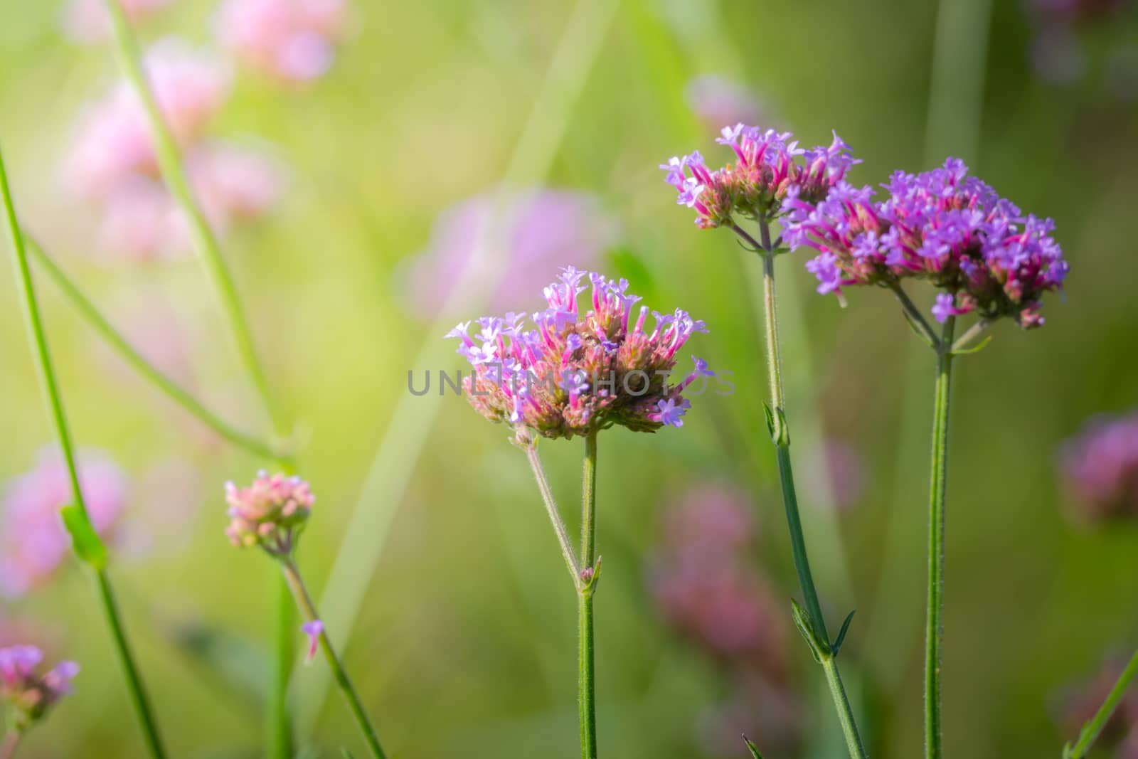 The background image of the colorful flowers, background nature