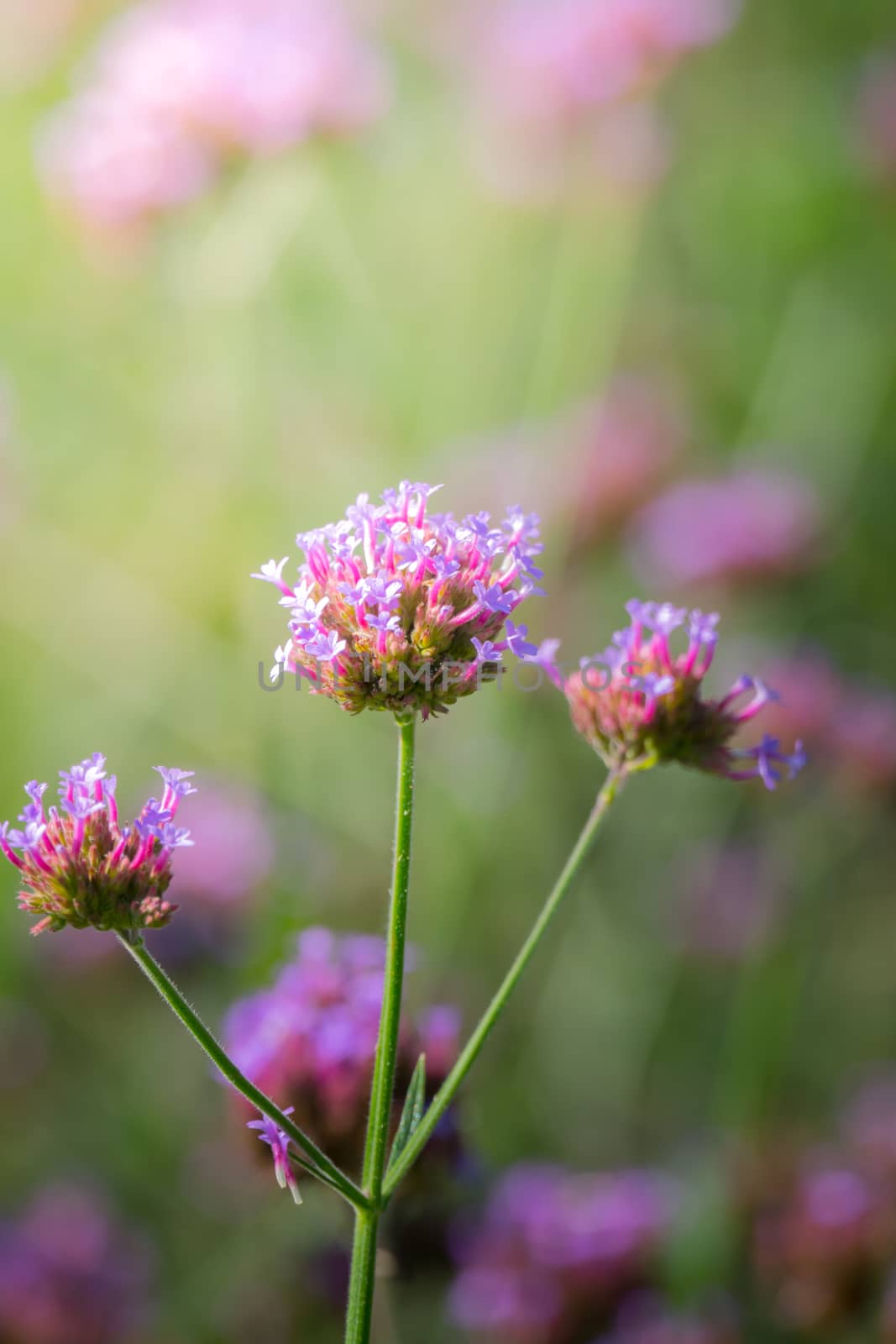 The background image of the colorful flowers, background nature