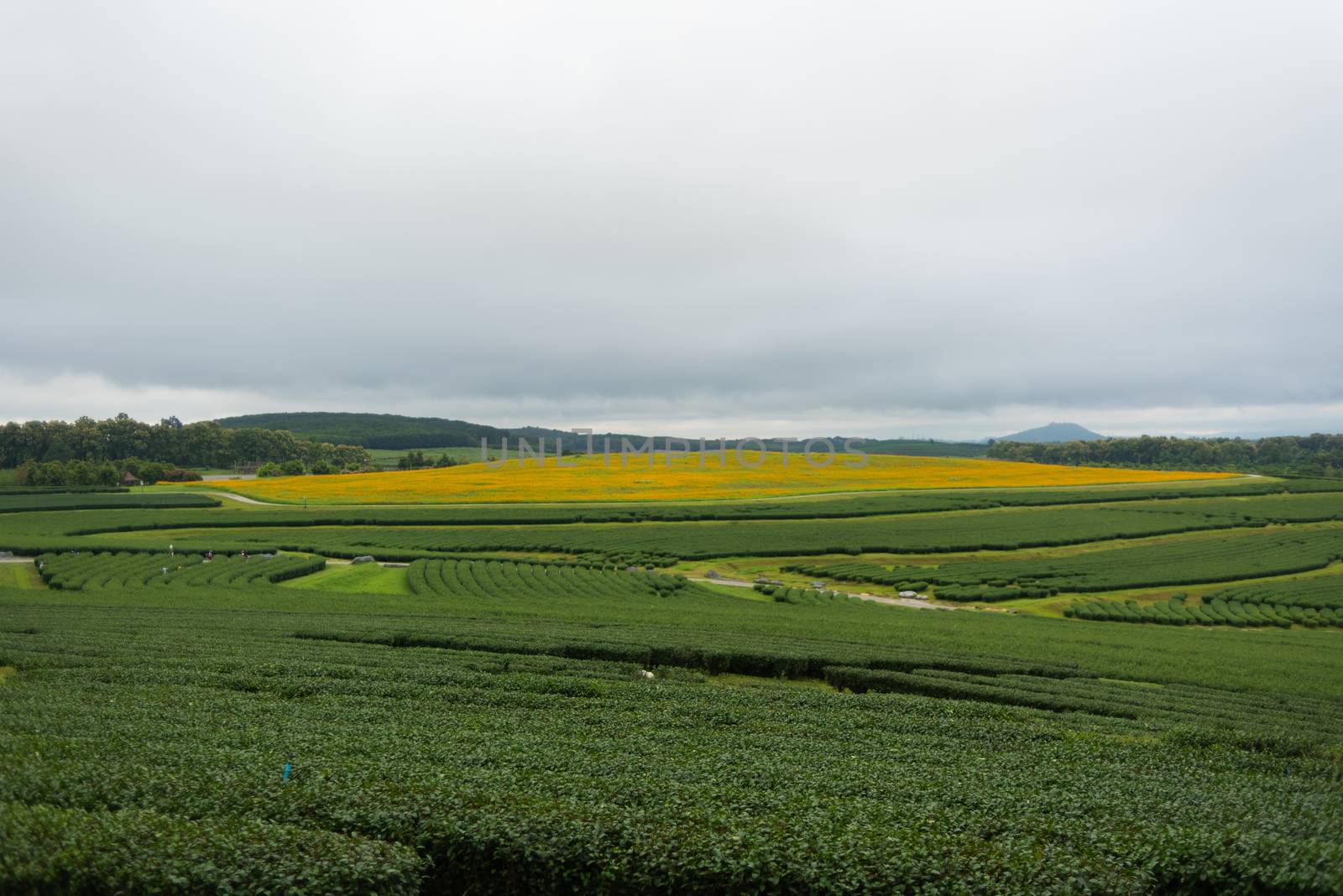 beautiful garden, green tea farm in the morning by Wmpix
