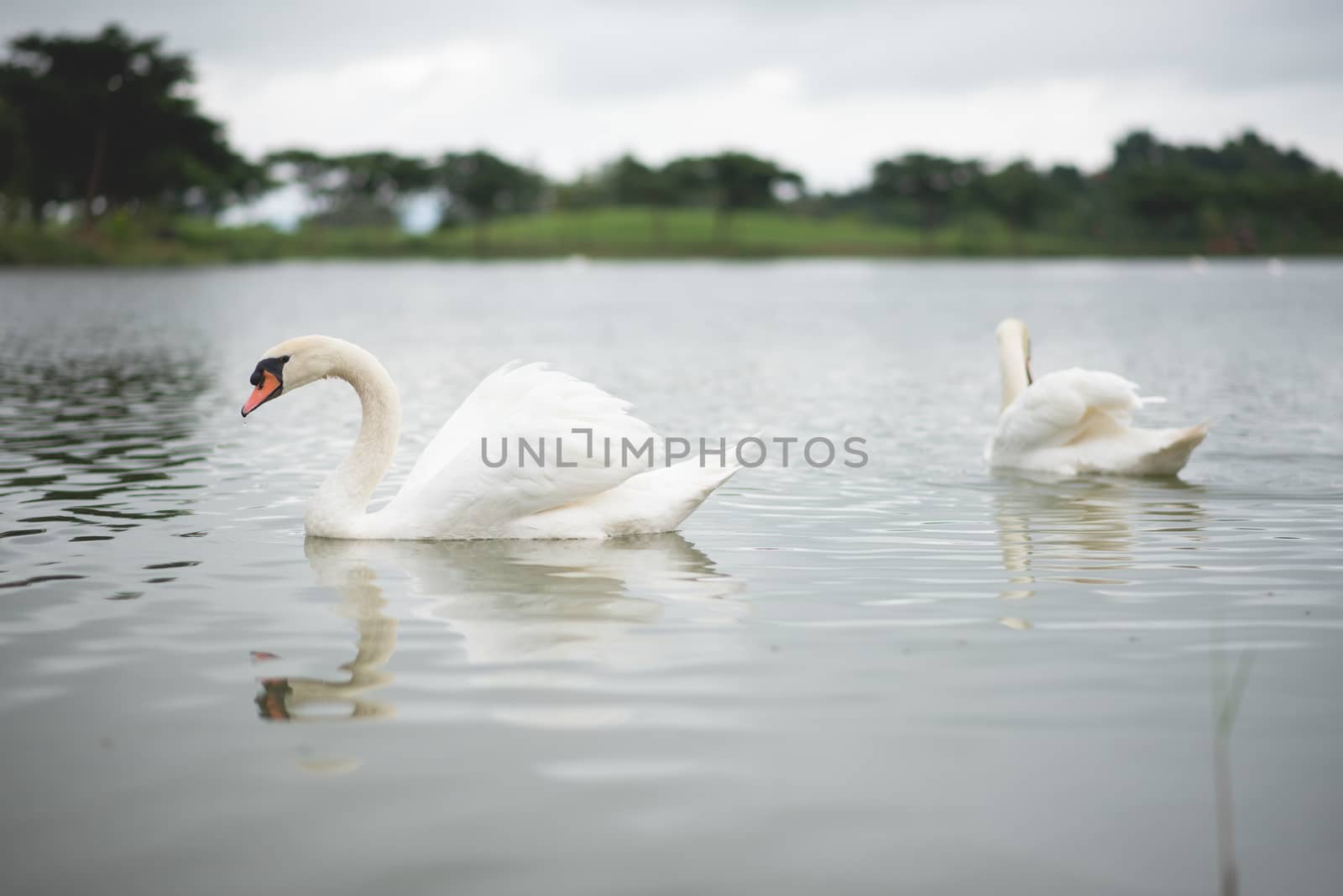 swans on the lake in the morning by Wmpix