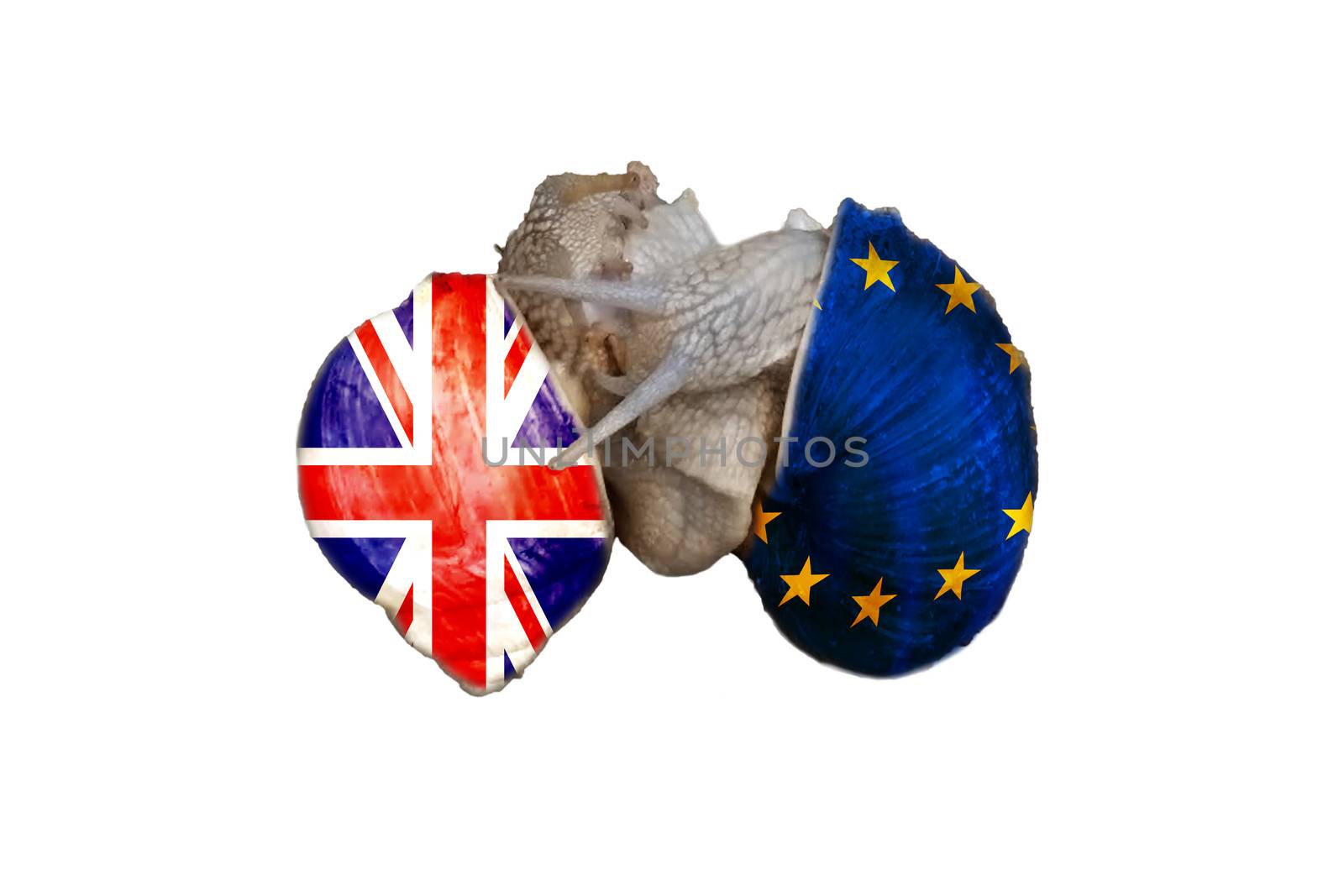 Two vineyard snails playing lovemaking. On the snail shells once the flag of England and on the other the EU flag. Concept Brexit