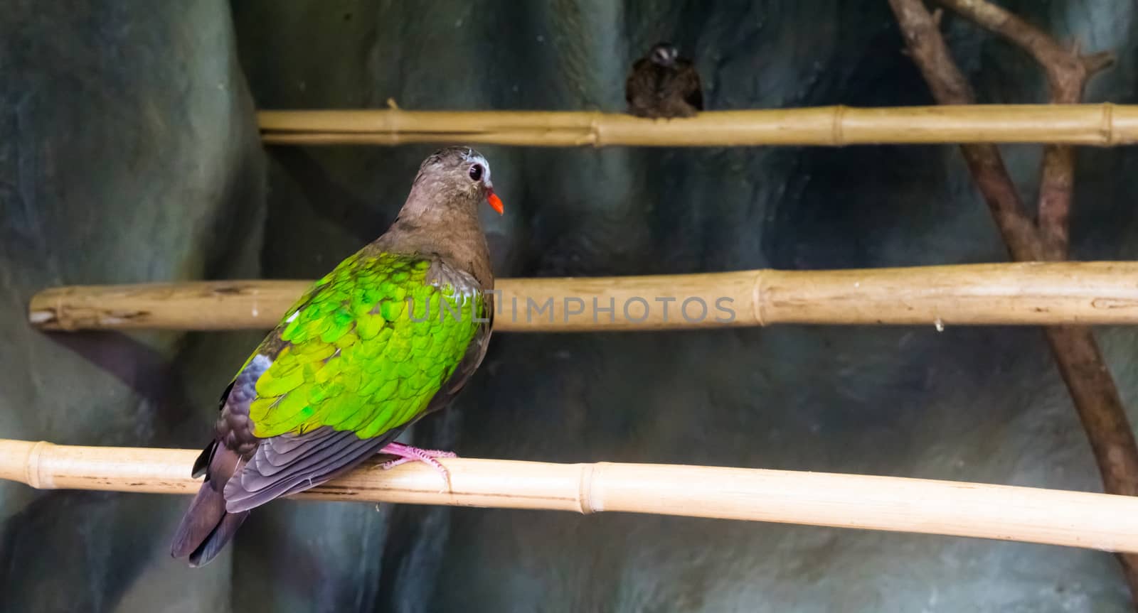 Asian emerald dove sitting on a bamboo branch, a colorful tropical bird that is well spread throughout Asia