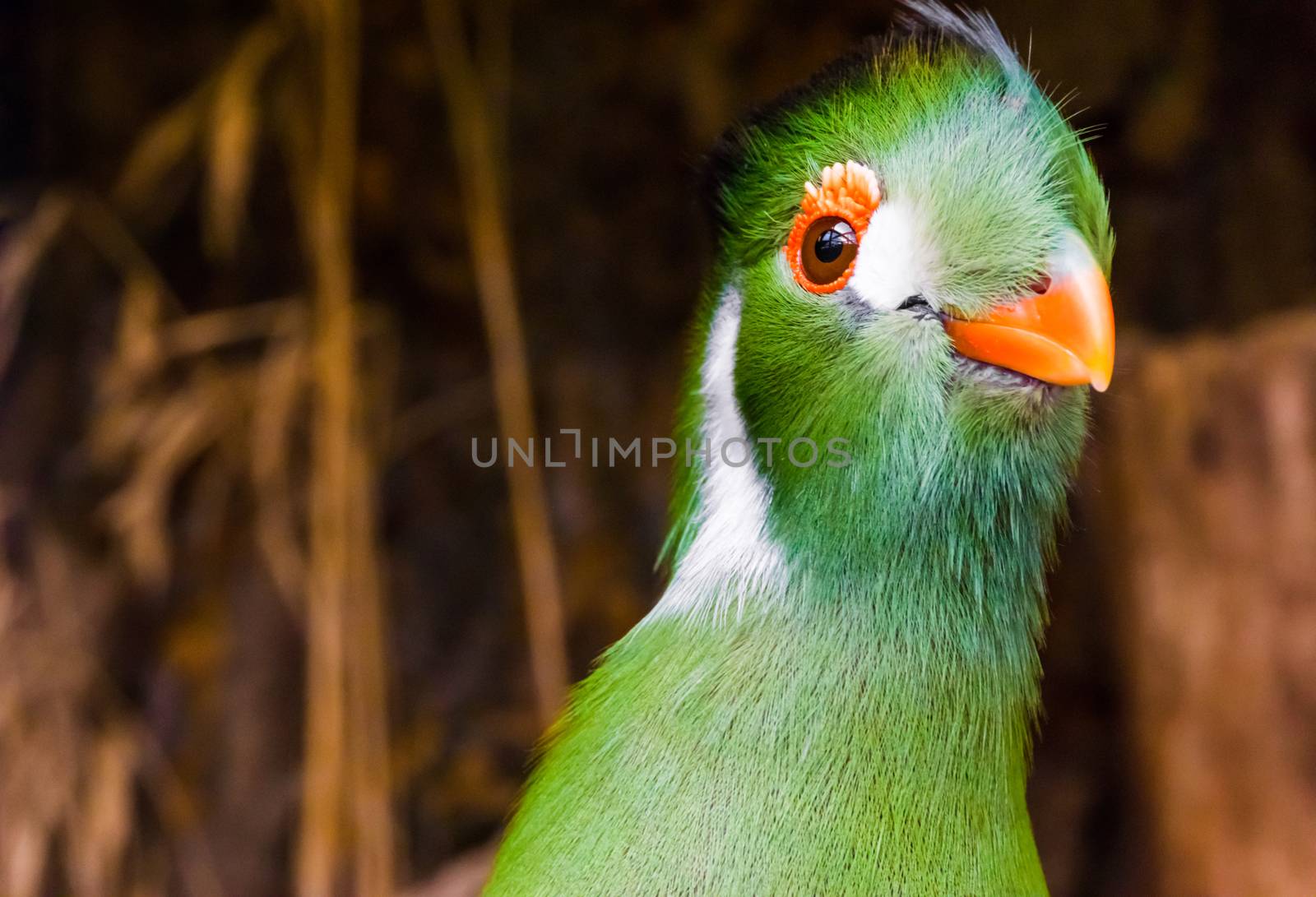 funny white cheeked turaco with his head in closeup, a colorful green bird from africa.