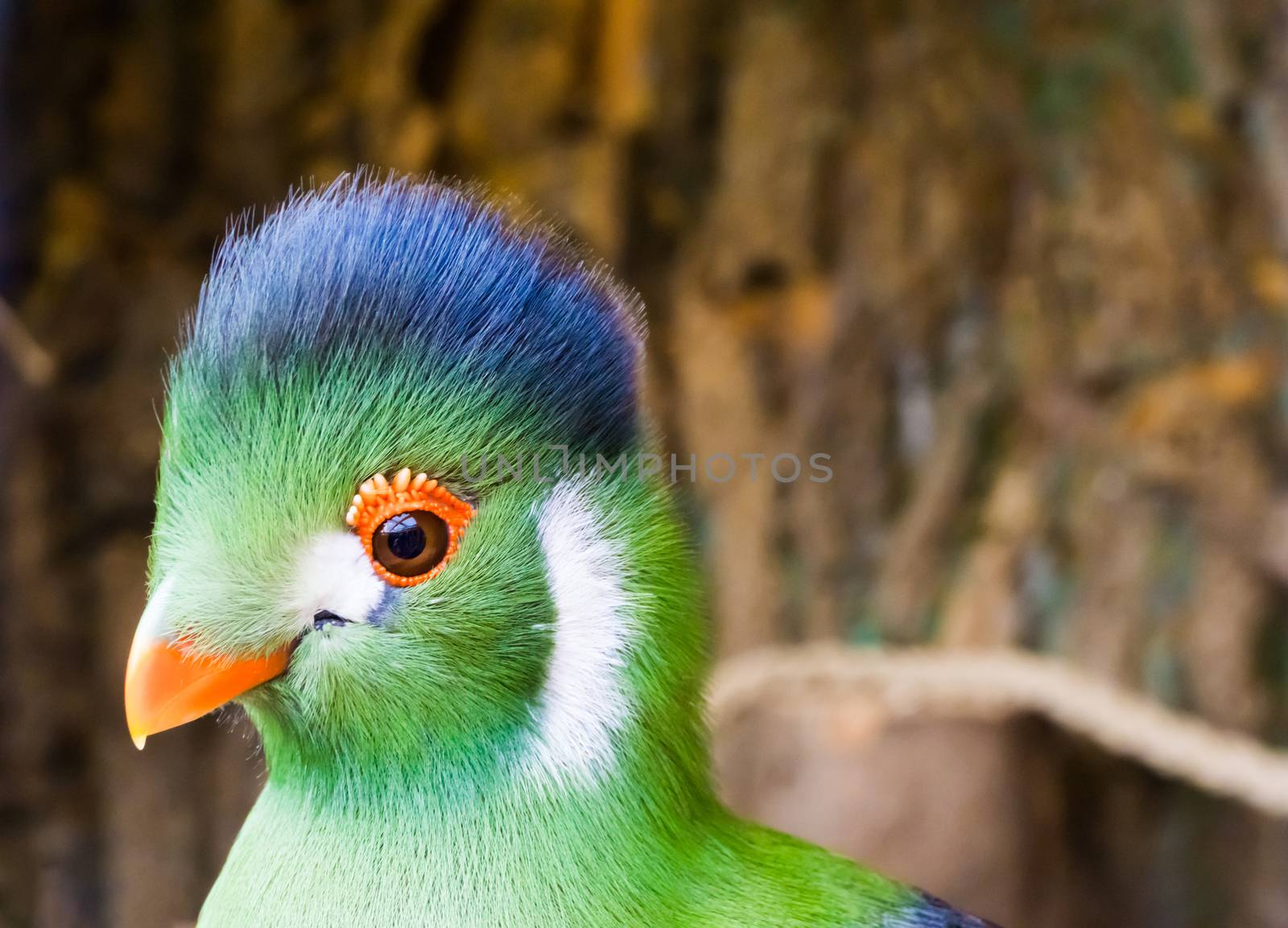 white cheeked turarco head in closeup, a funny and beautiful tropical bird from africa