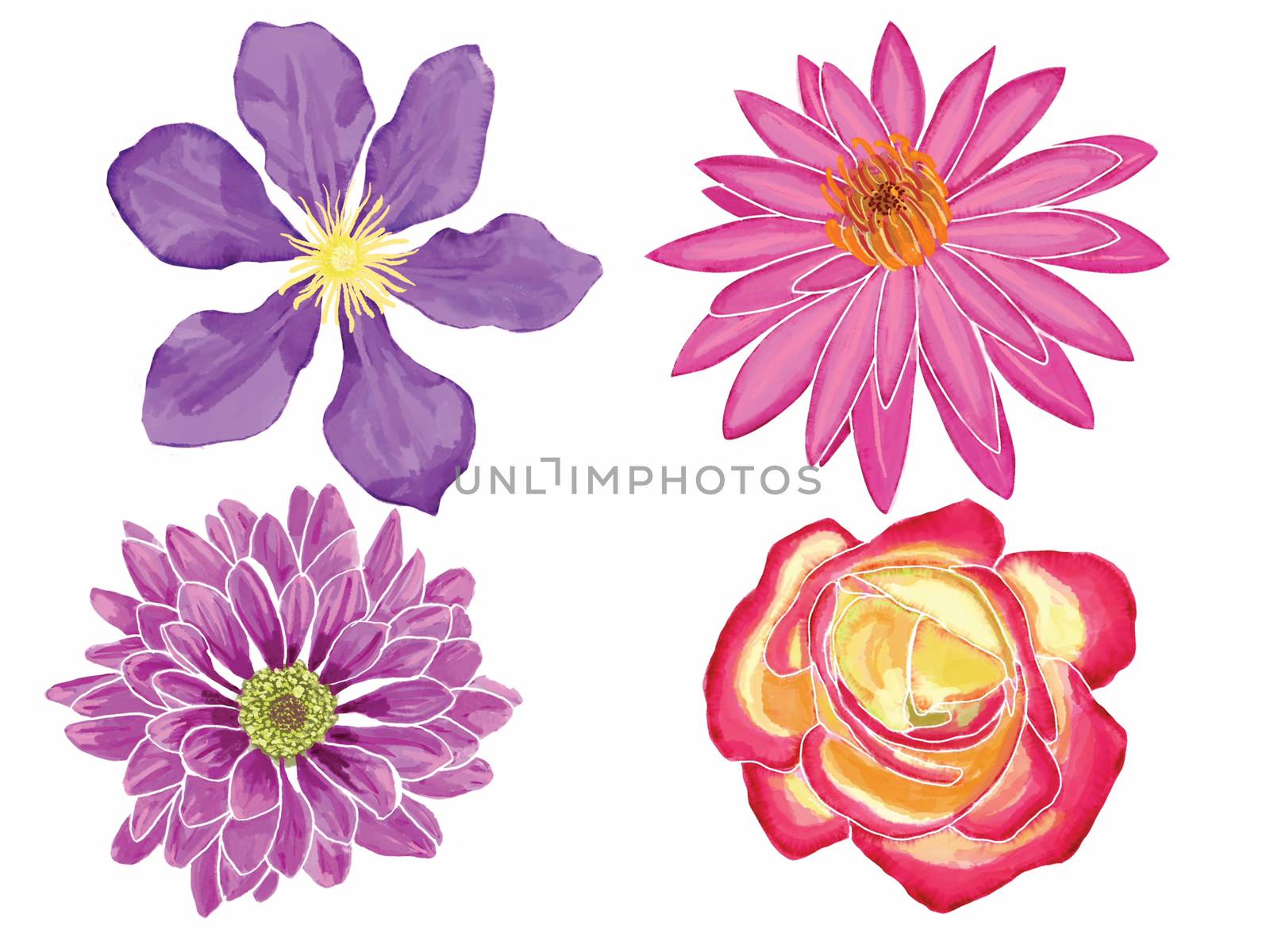 Hand-drawn Watercolor illustration set with flowers clematis, lotus, rose, dahlia. 