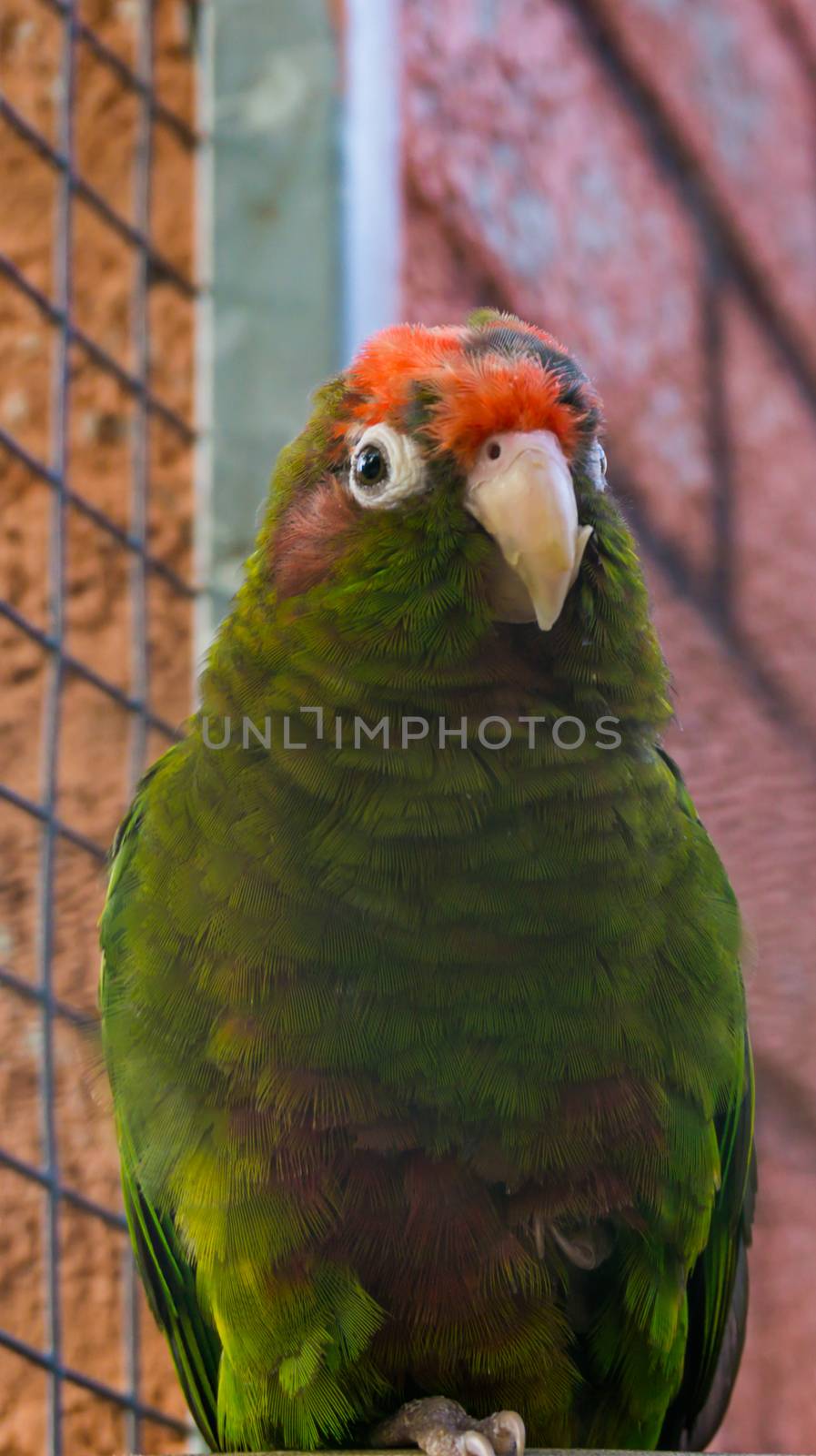 crimson fronted parakeet, a green tropical parrot with red head, from the forests of america by charlottebleijenberg