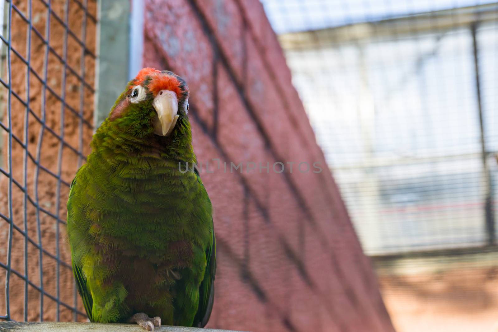 crimson fronted parakeet, a tropical green parrot from America