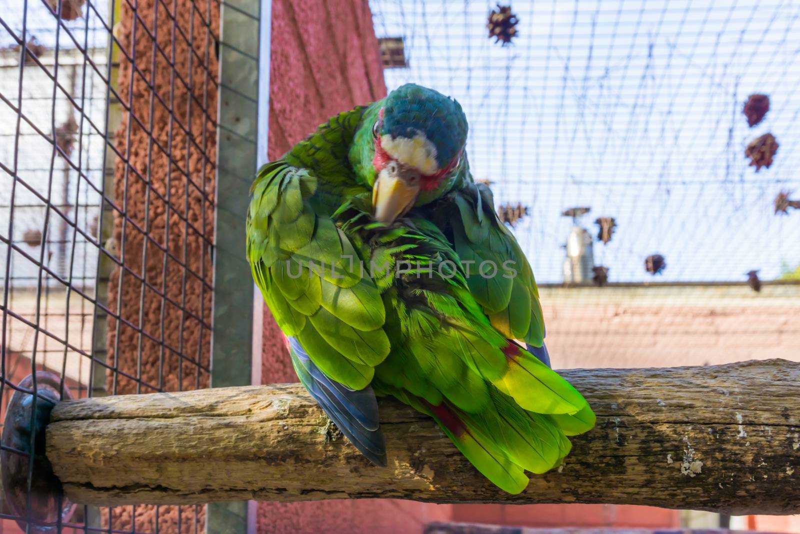 white fronted amazon parrot cleaning its feathers, a tropical green parrot from America and mexico