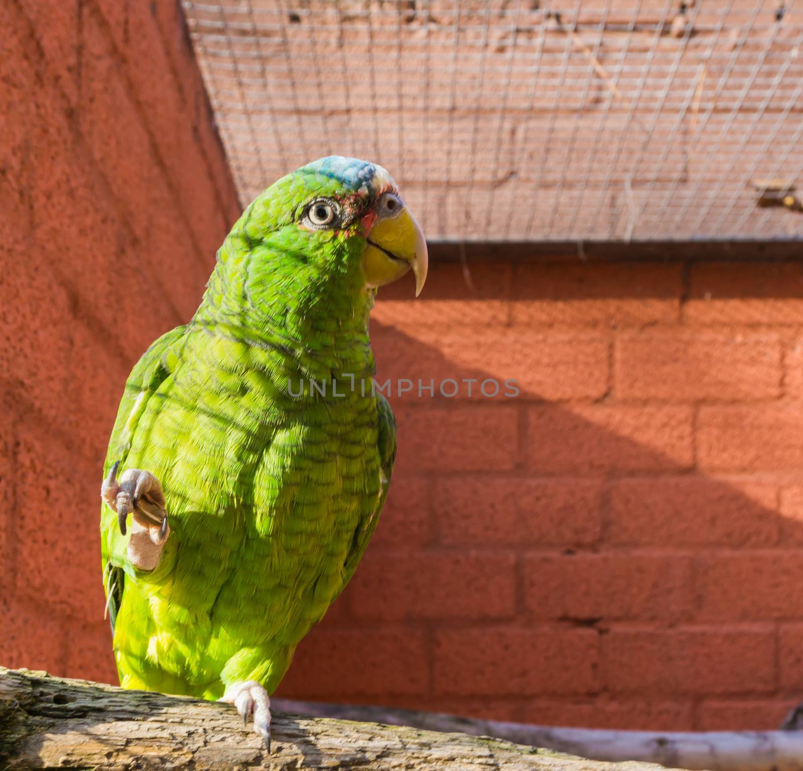 funny juvenile white fronted amazon parrot pointing its paw