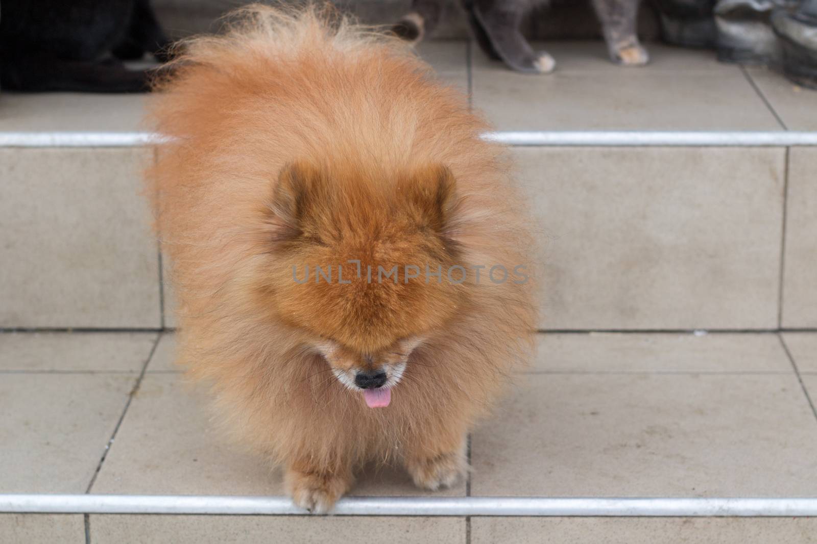 Small red furry dog spitz walking on stairs close up by VeraVerano