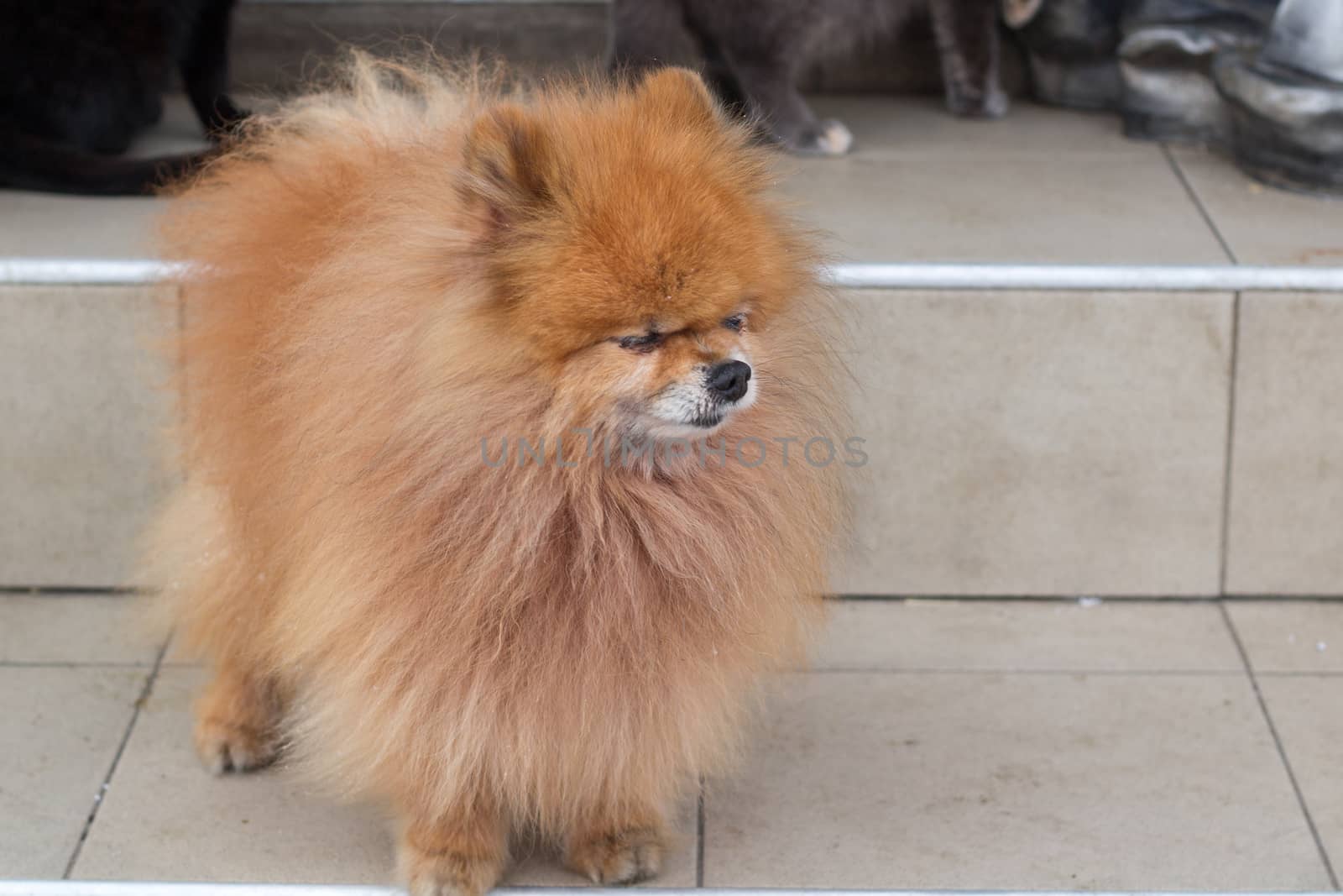 Small red furry dog spitz standing on stairs close up by VeraVerano