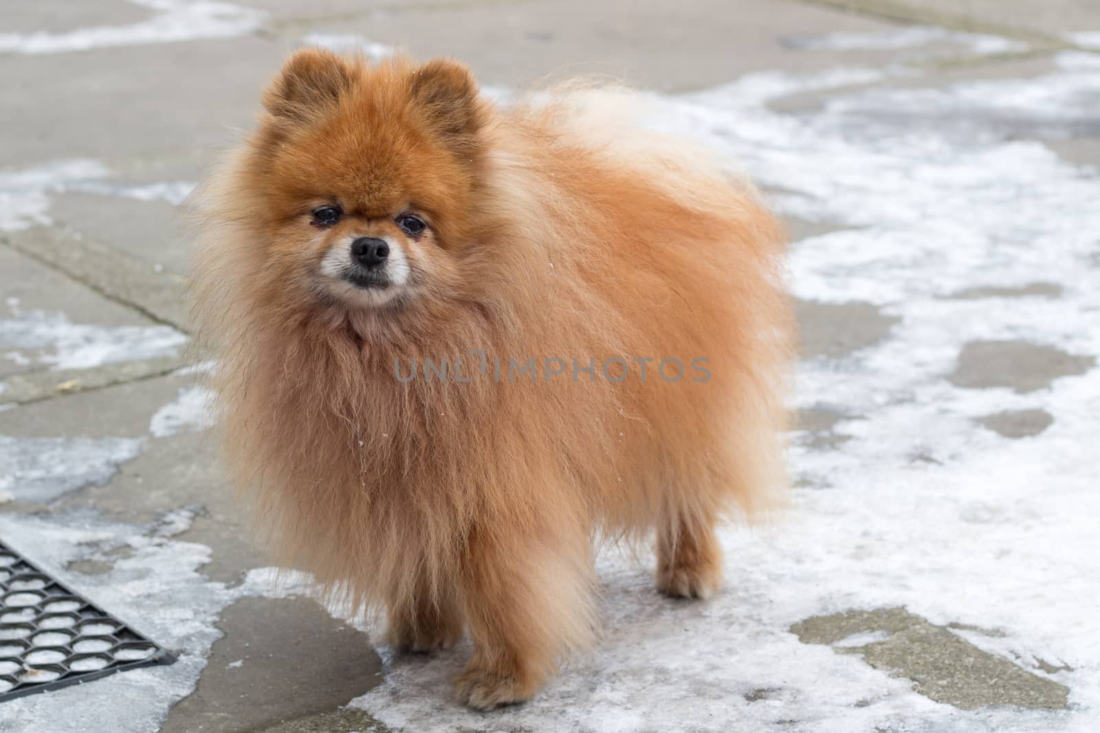 Small red furry dog spitz standing on winter yard close up by VeraVerano