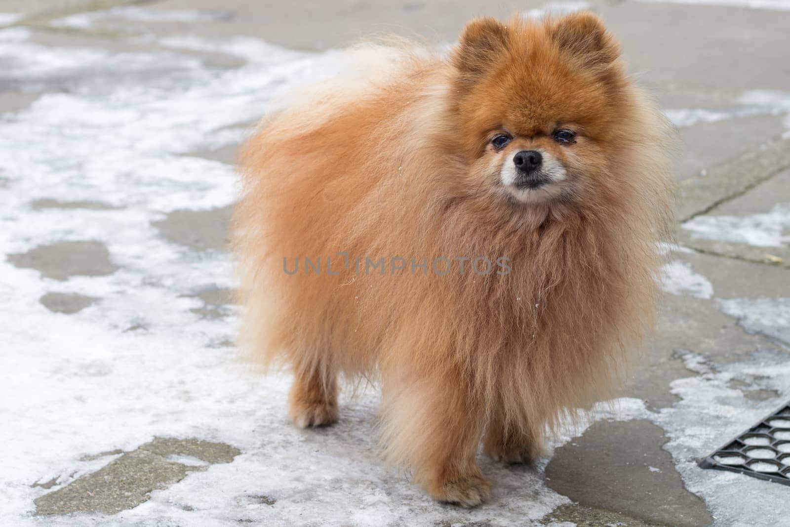 Small red furry dog spitz standing on winter yard close up