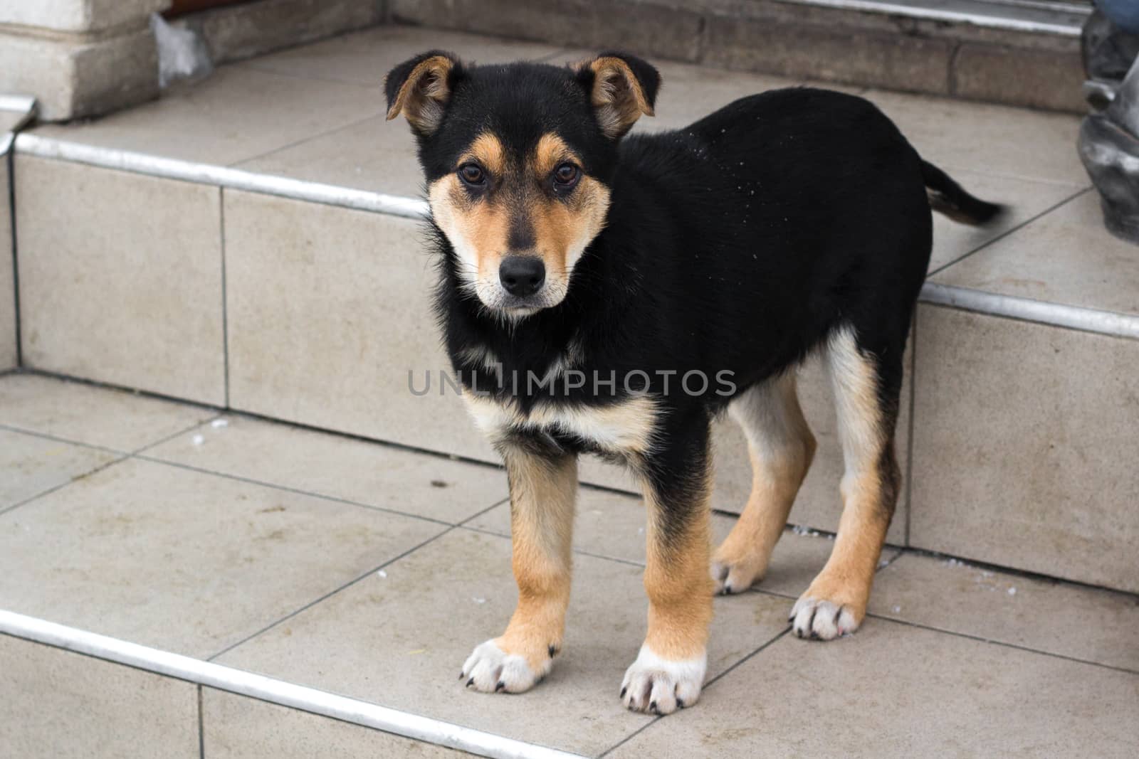 Small puppy dog stands on stairs close up by VeraVerano