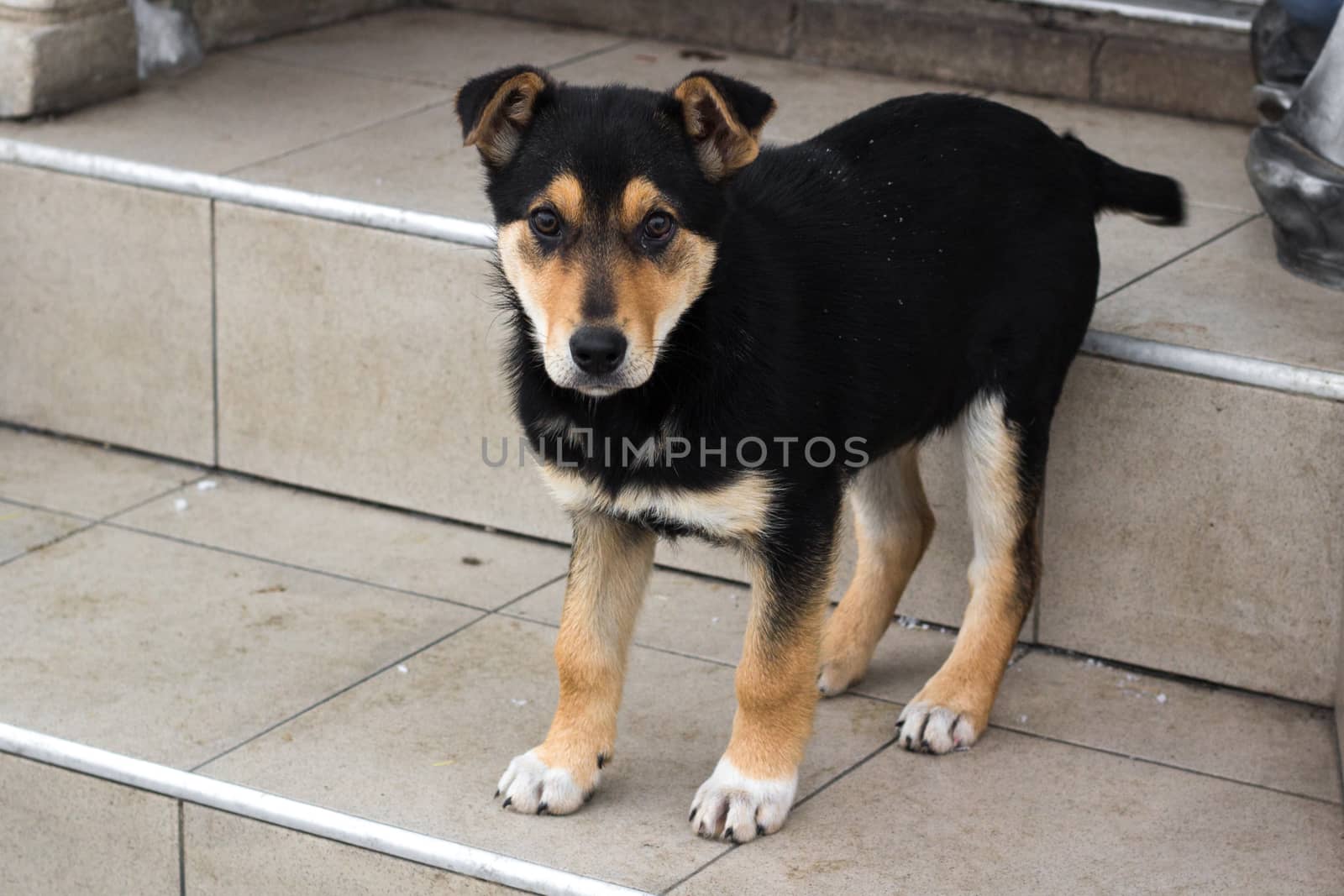 Small puppy dog standing on stairs close up by VeraVerano