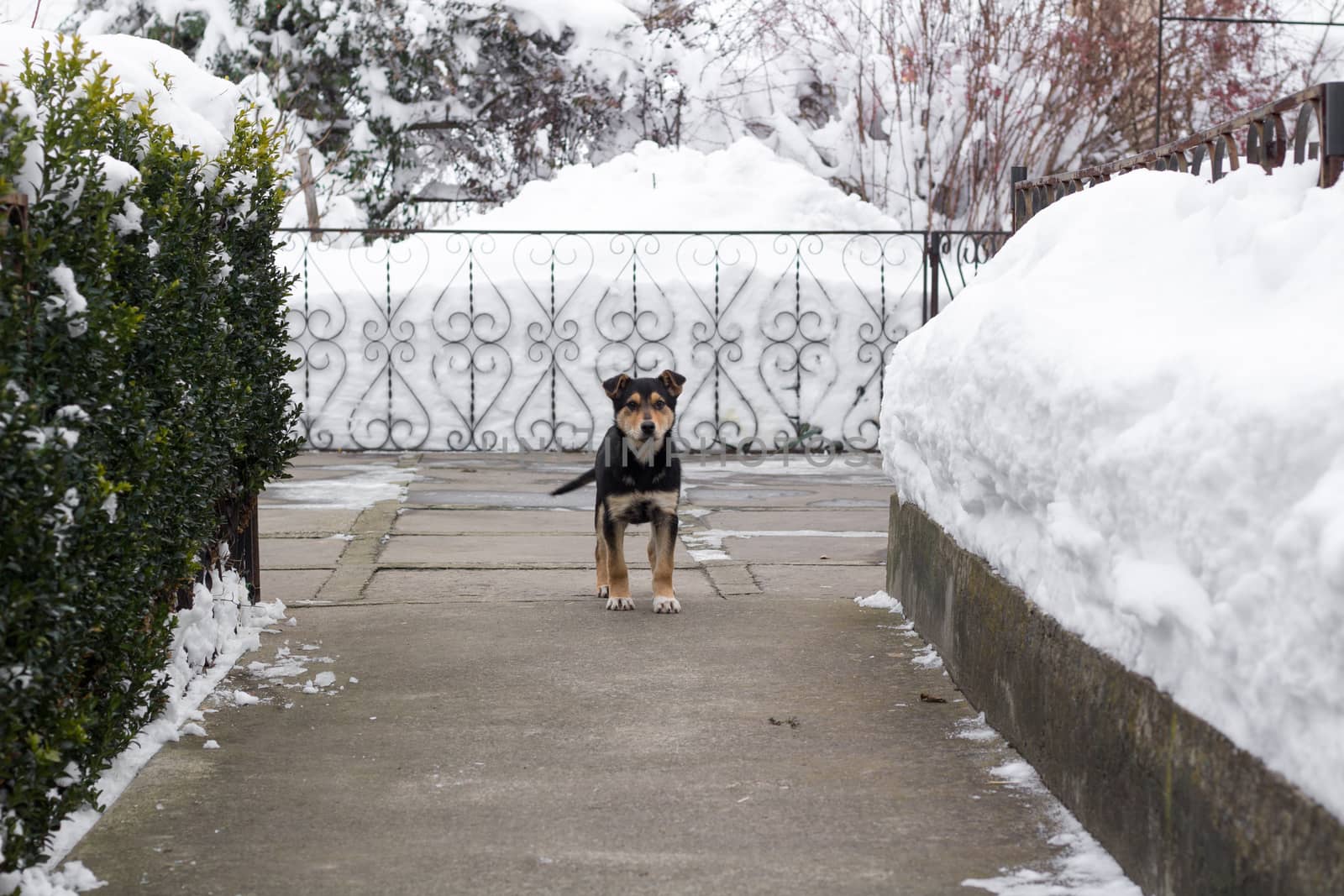 Small puppy dog spitz stands on cold winter snowed yard